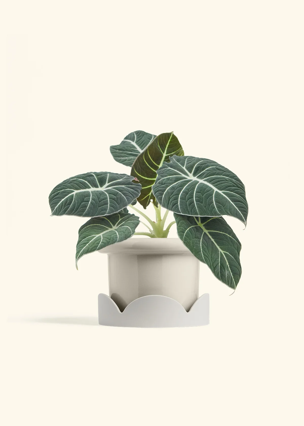 Alocasia Black Velvet - Image 23