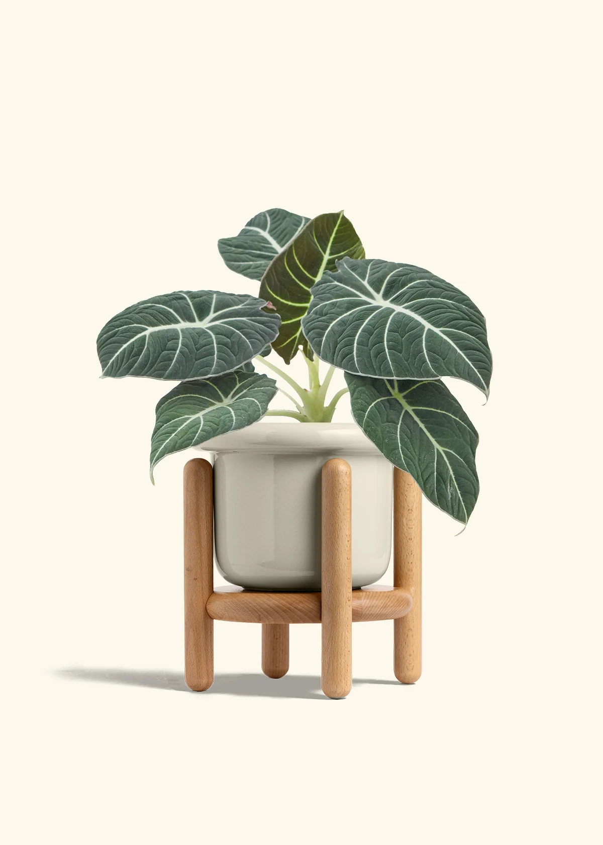Alocasia Black Velvet - Image 24
