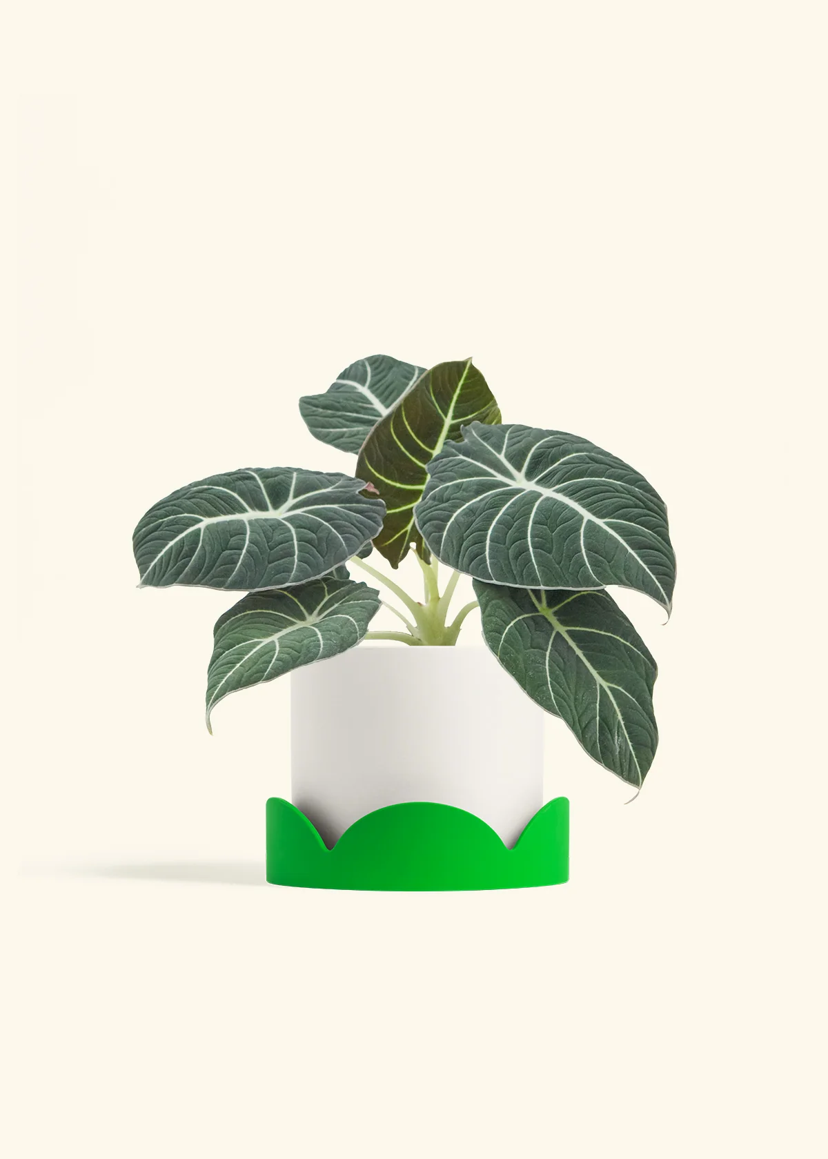 Alocasia Black Velvet - Image 25