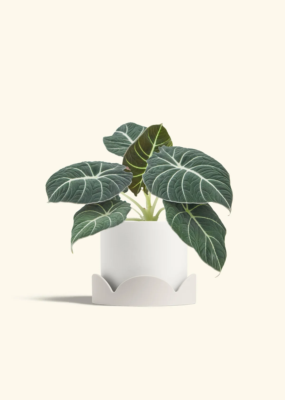 Alocasia Black Velvet - Image 26