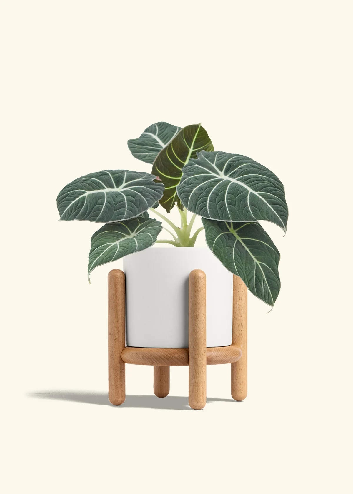 Alocasia Black Velvet - Image 27