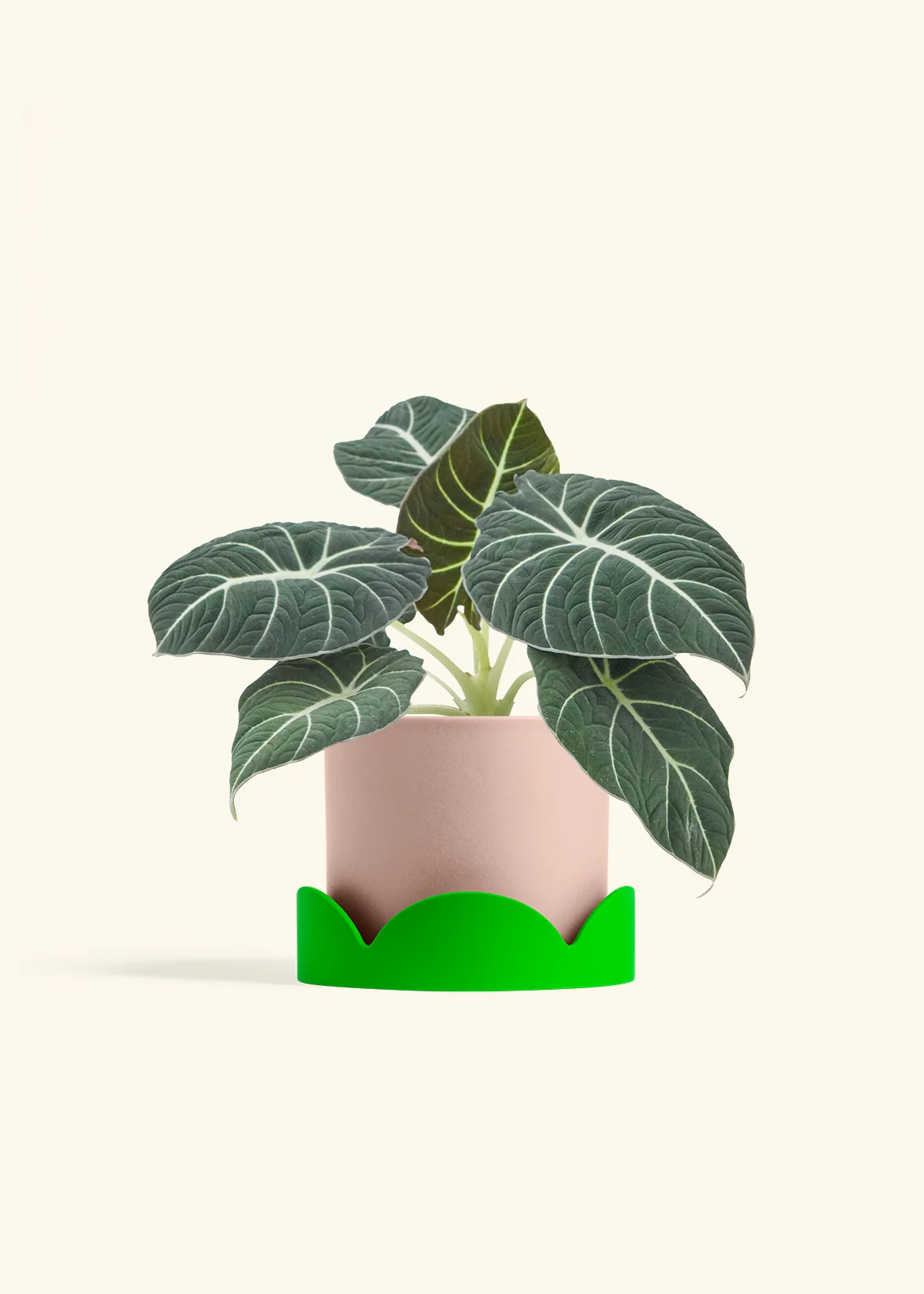 Alocasia Black Velvet - Image 28