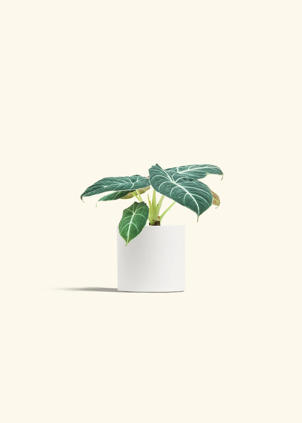 Alocasia Black Velvet - Image 3