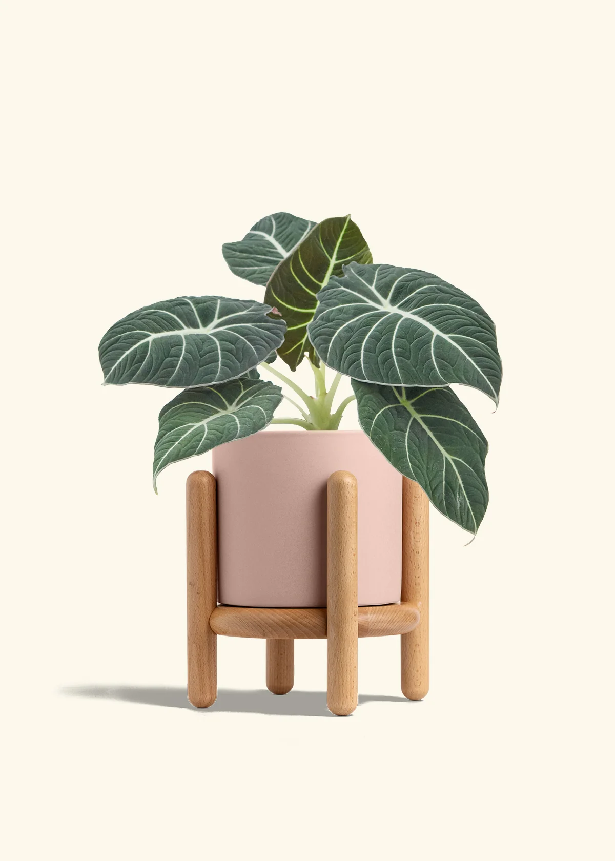 Alocasia Black Velvet - Image 30