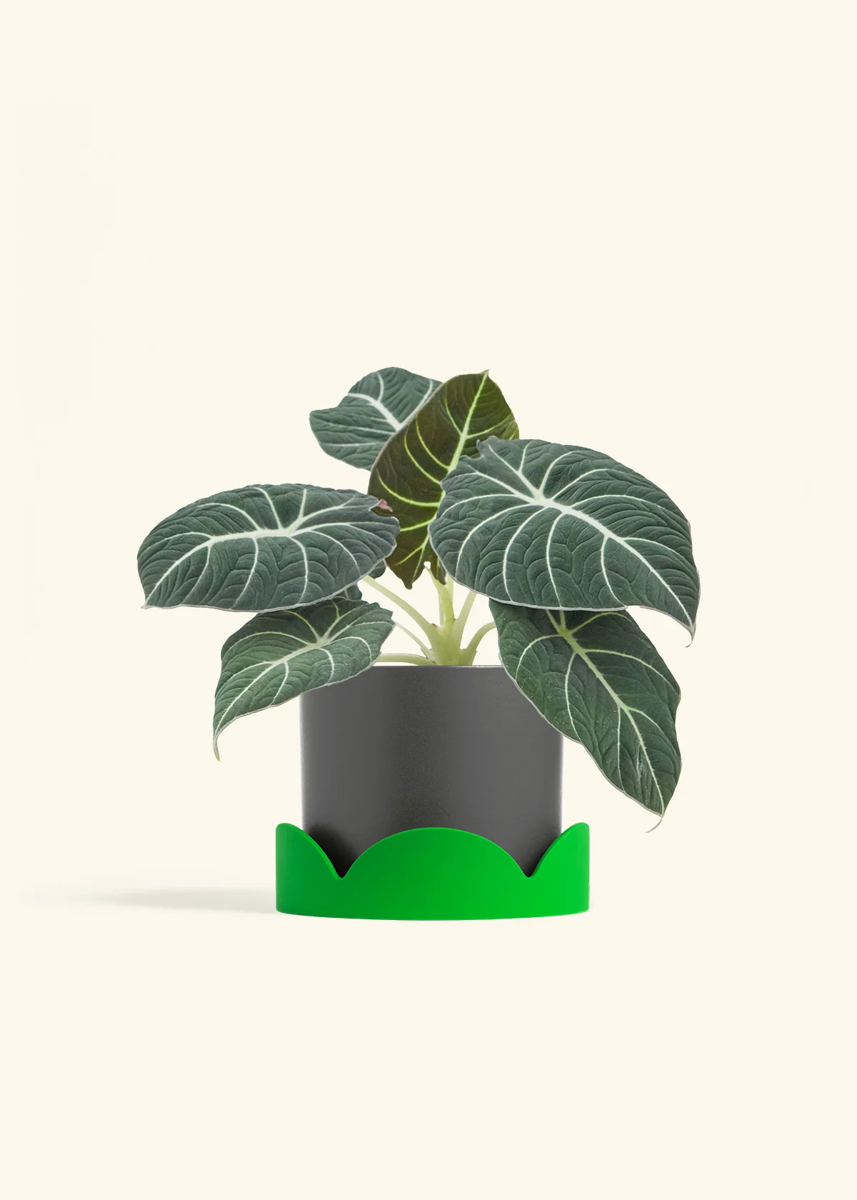 Alocasia Black Velvet - Image 31