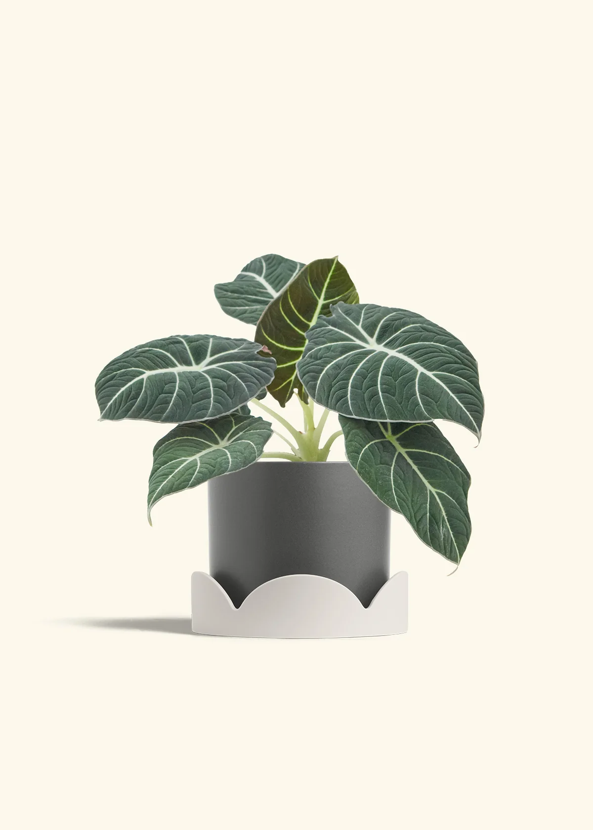 Alocasia Black Velvet - Image 32