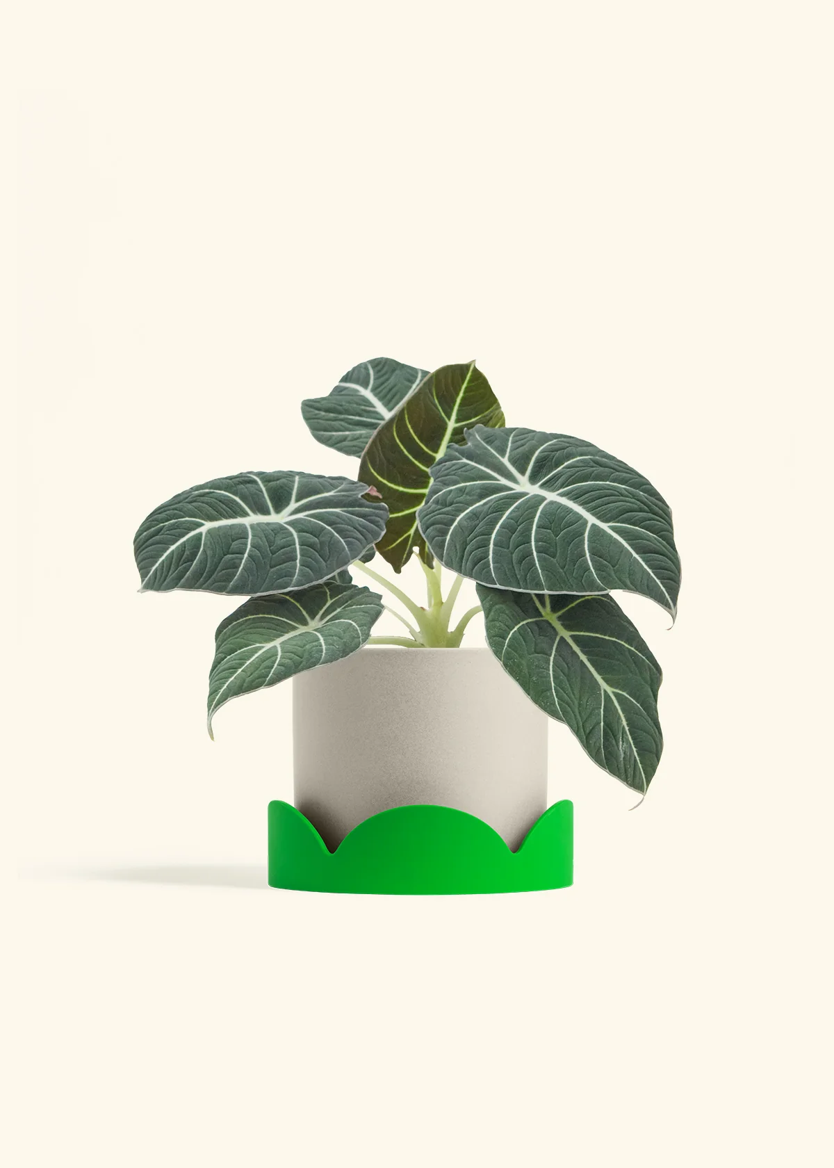 Alocasia Black Velvet - Image 33