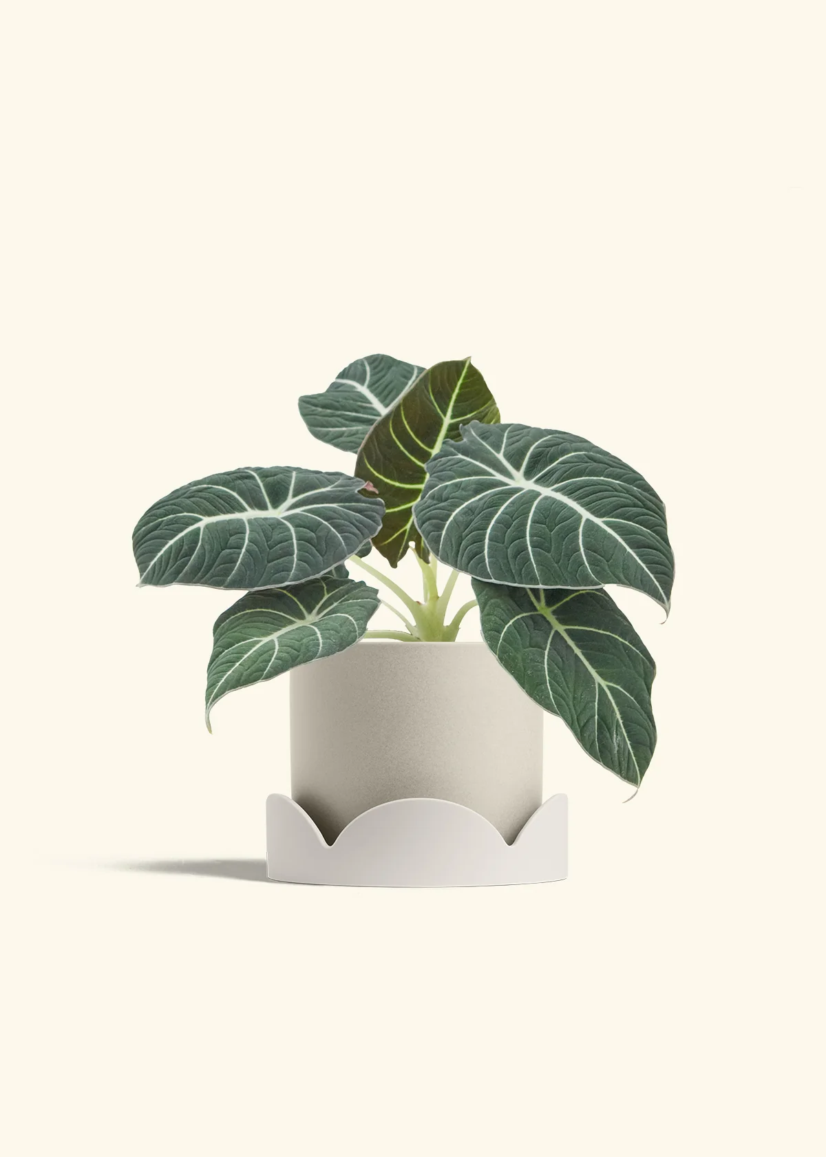 Alocasia Black Velvet - Image 34