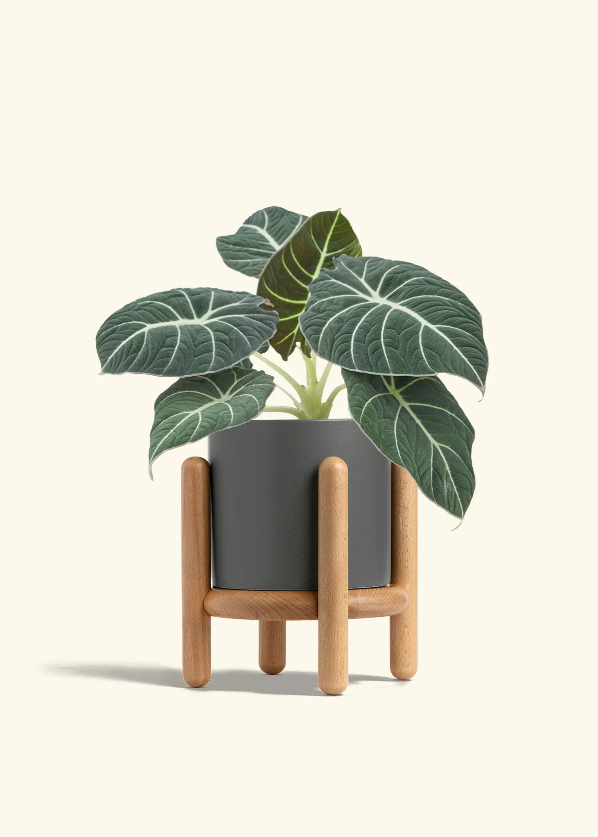 Alocasia Black Velvet - Image 35