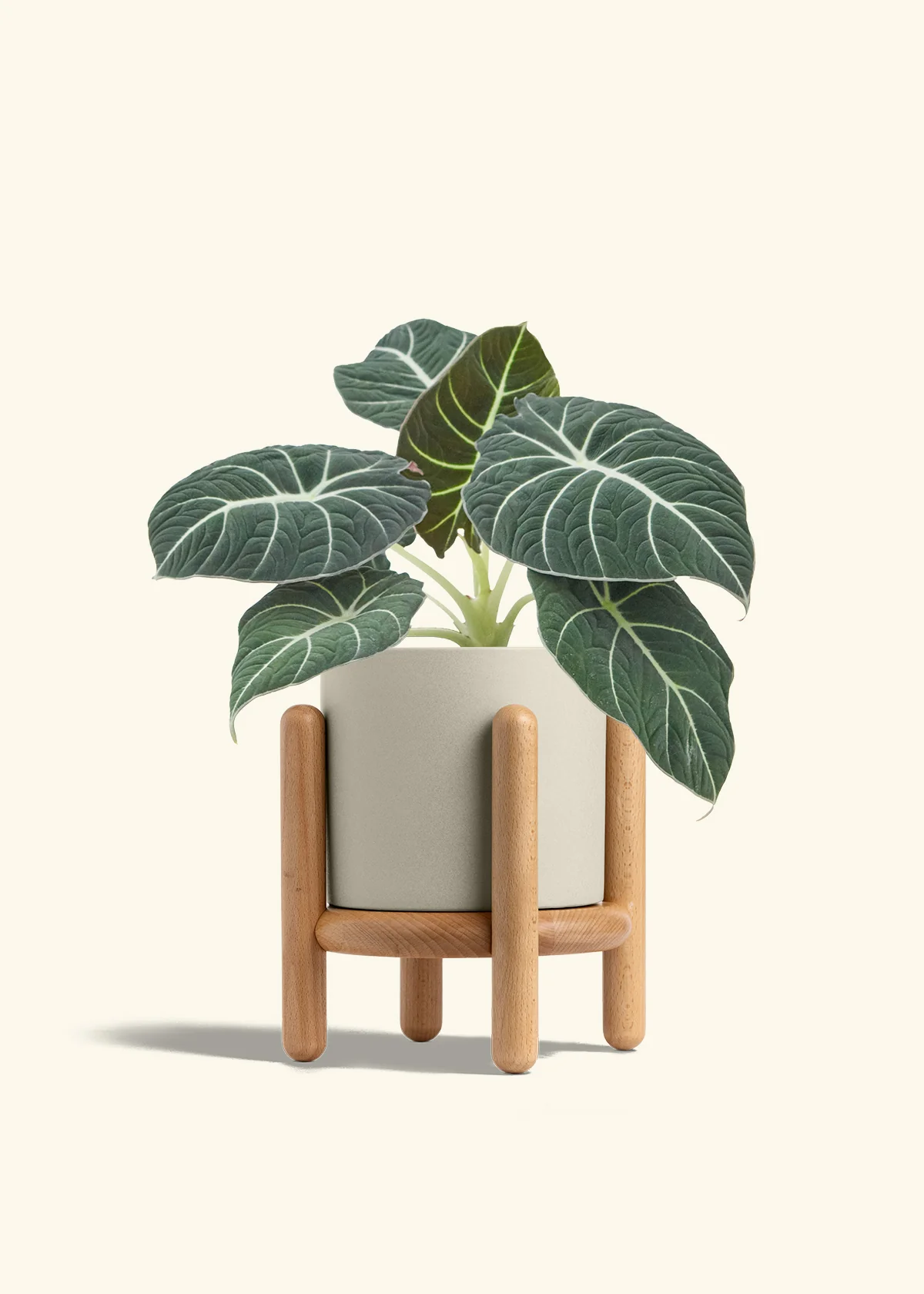 Alocasia Black Velvet - Image 36