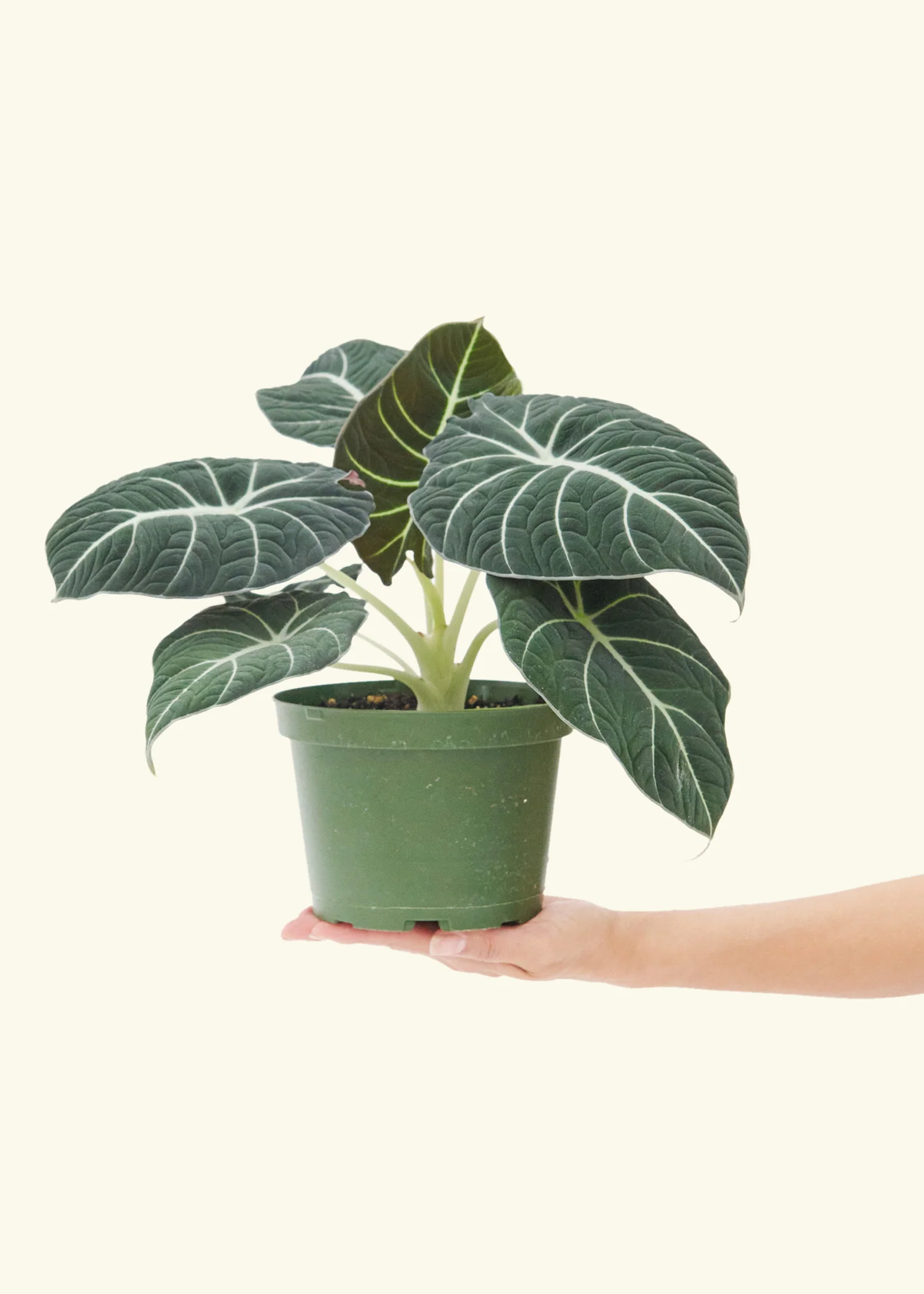 Alocasia Black Velvet - Image 37