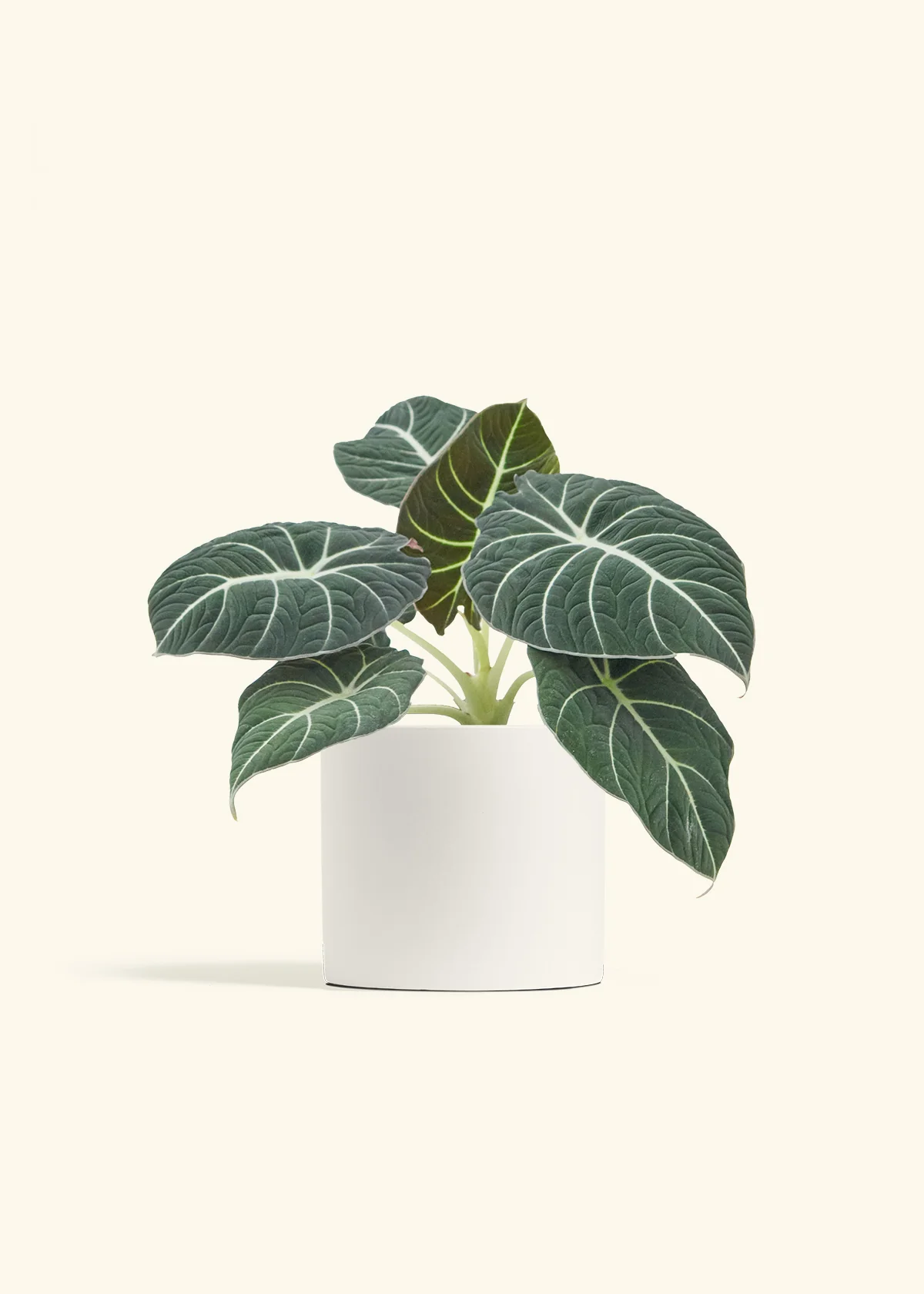 Alocasia Black Velvet - Image 38