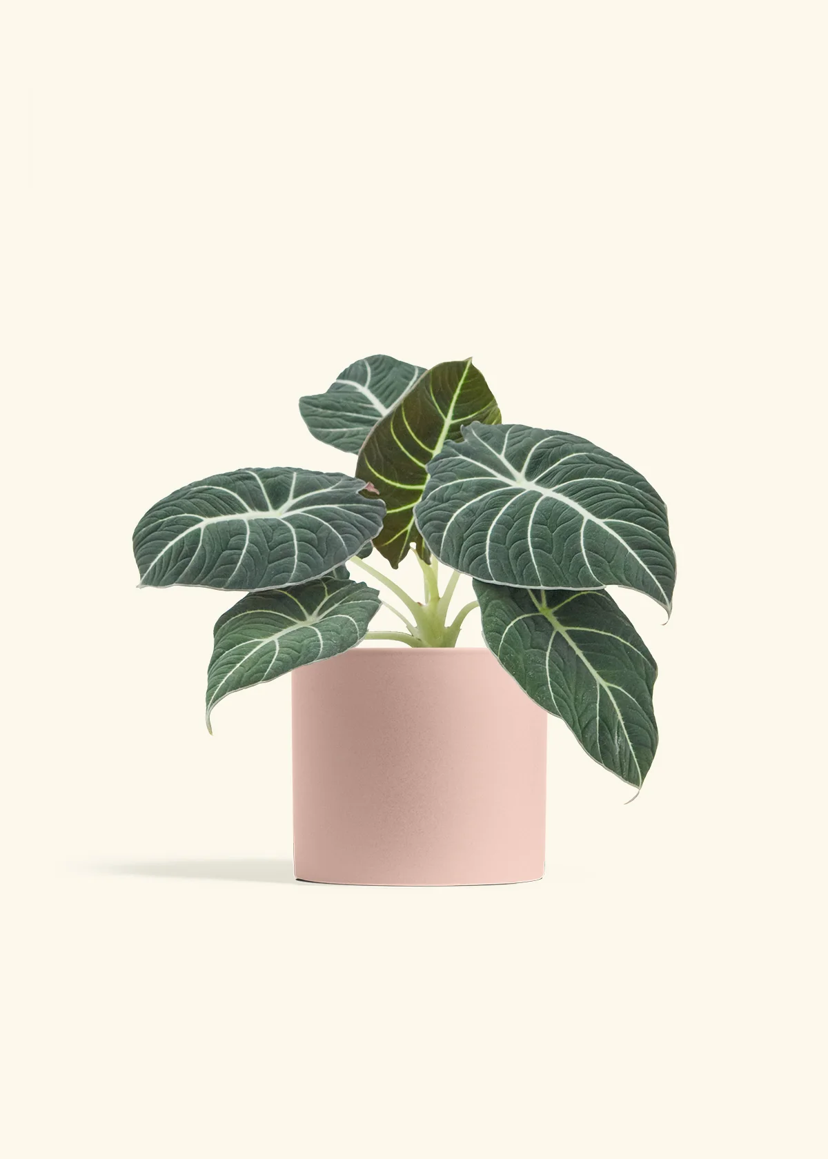 Alocasia Black Velvet - Image 39