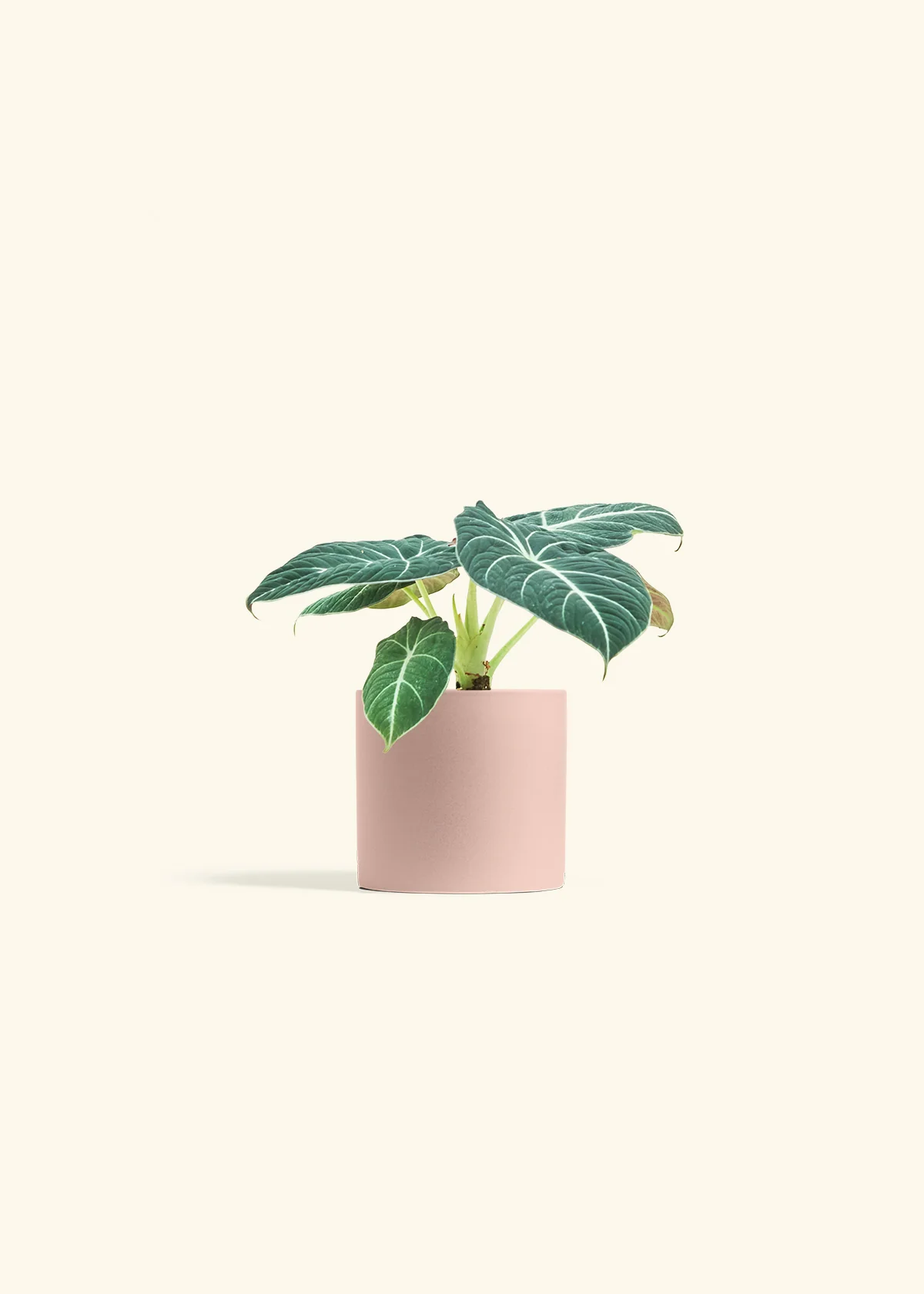 Alocasia Black Velvet - Image 4