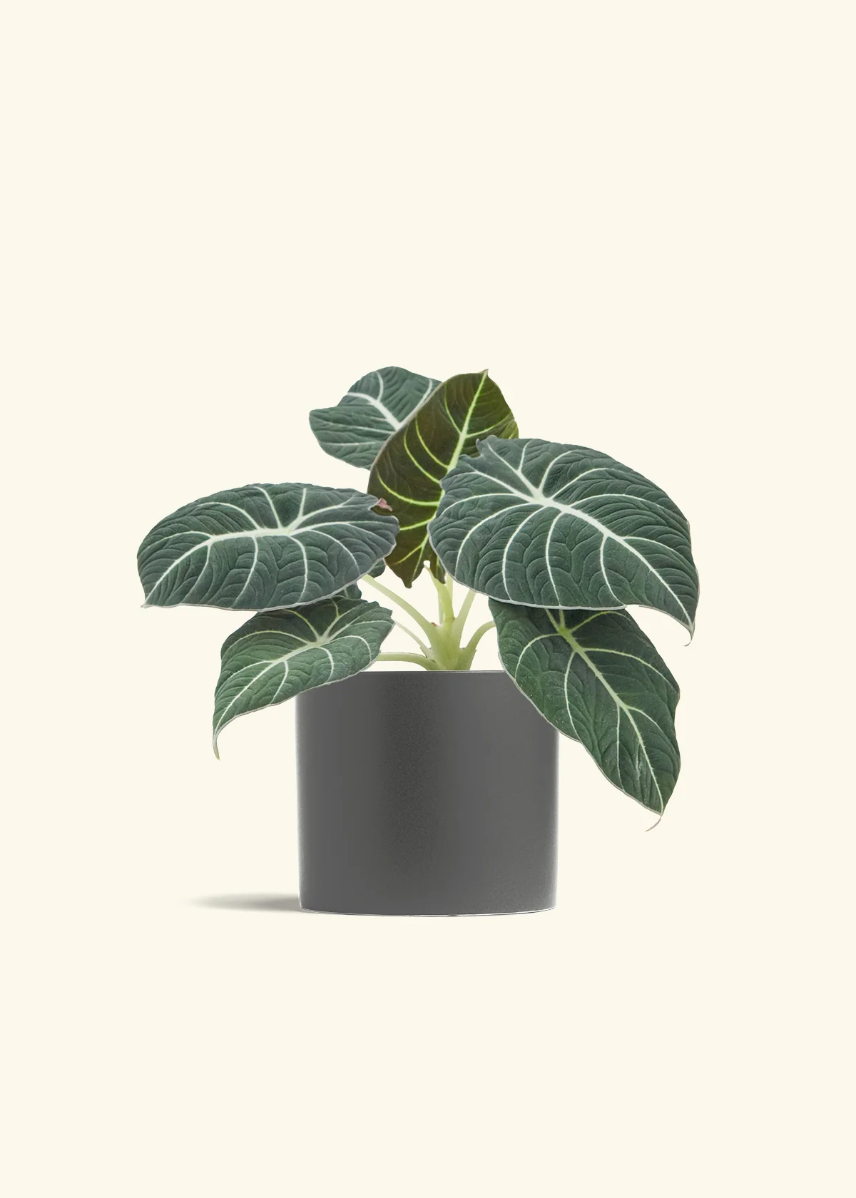 Alocasia Black Velvet - Image 40