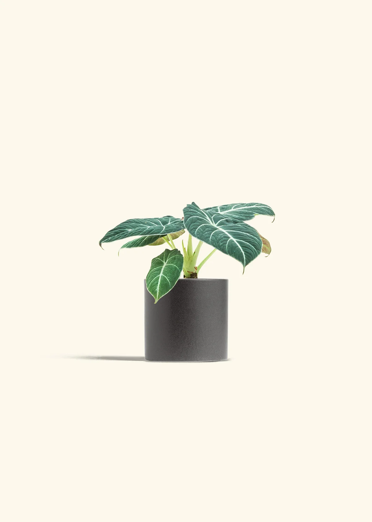 Alocasia Black Velvet - Image 5