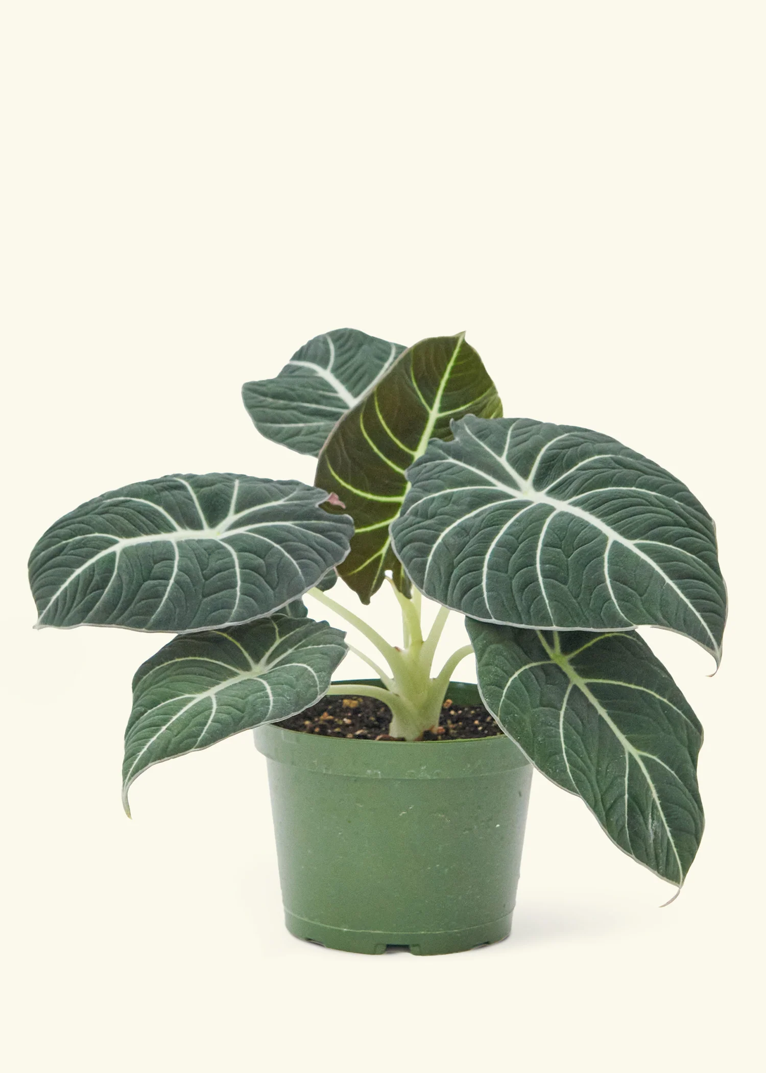 Alocasia Black Velvet - Image 7