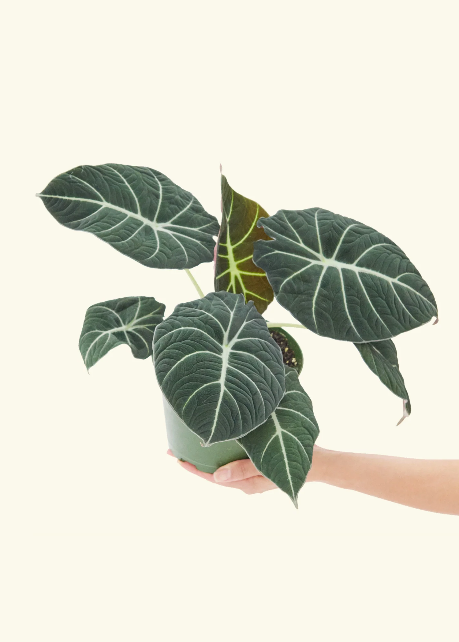 Alocasia Black Velvet - Image 8