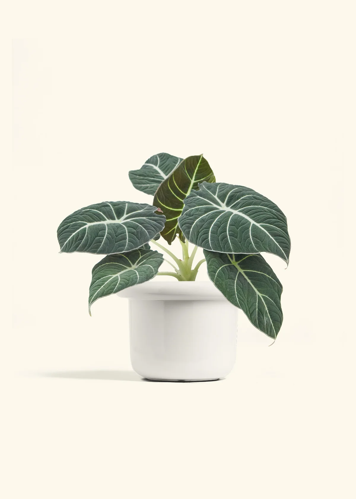 Alocasia Black Velvet - Image 9