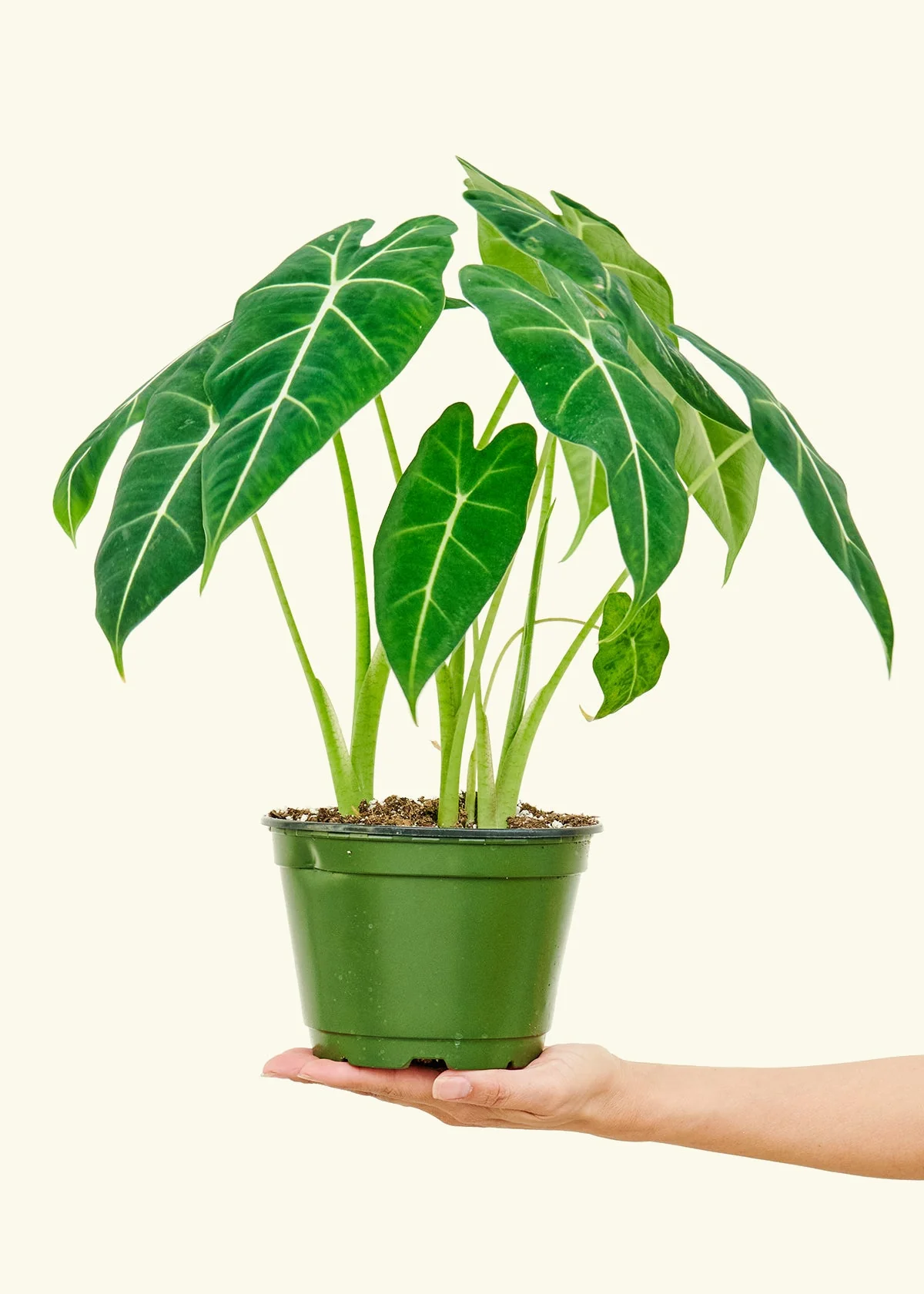 Alocasia 'Frydek' - Image 10