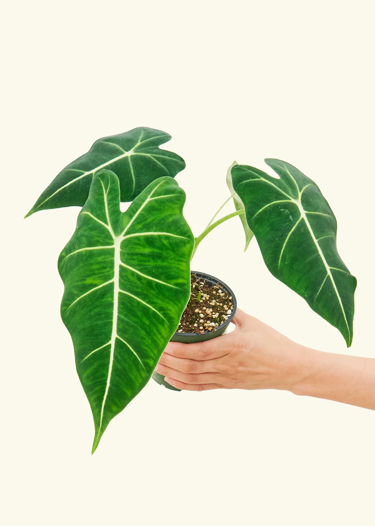 Alocasia 'Frydek' - Image 3