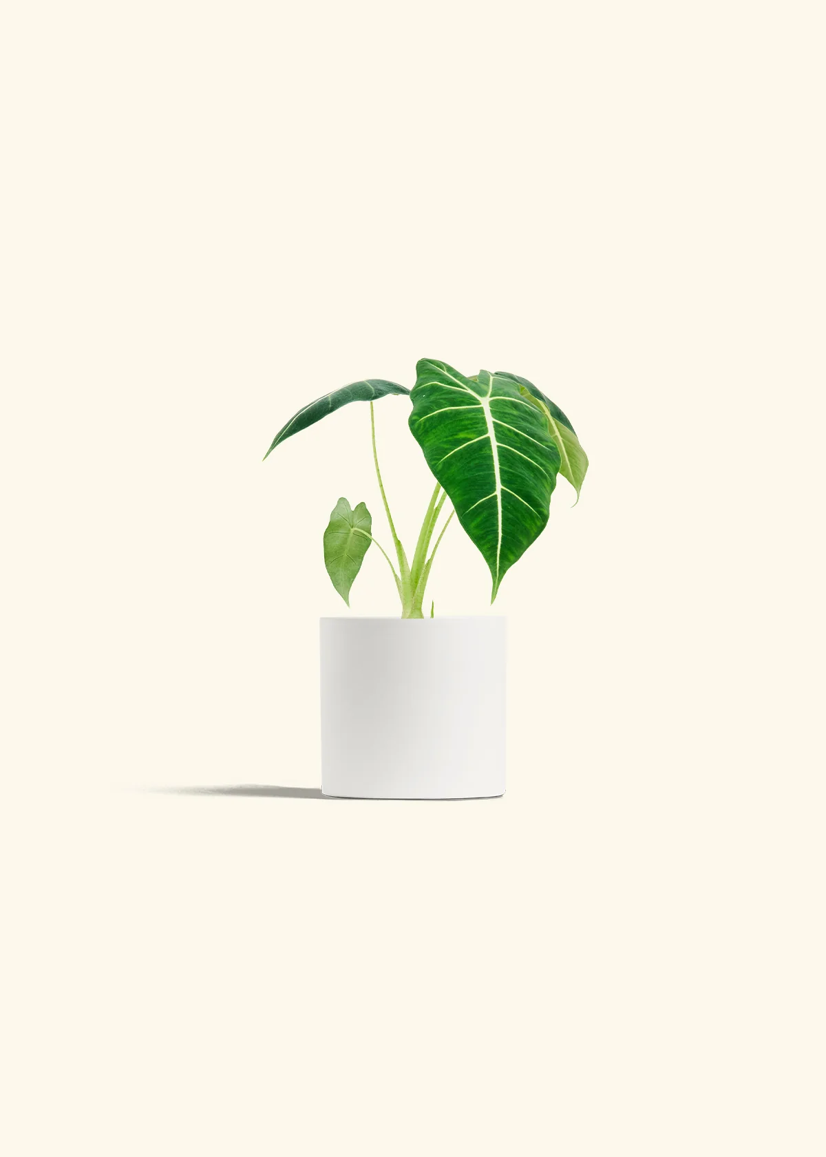 Alocasia 'Frydek' - Image 4