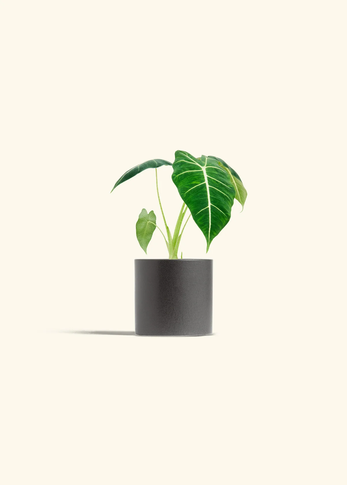 Alocasia 'Frydek' - Image 6