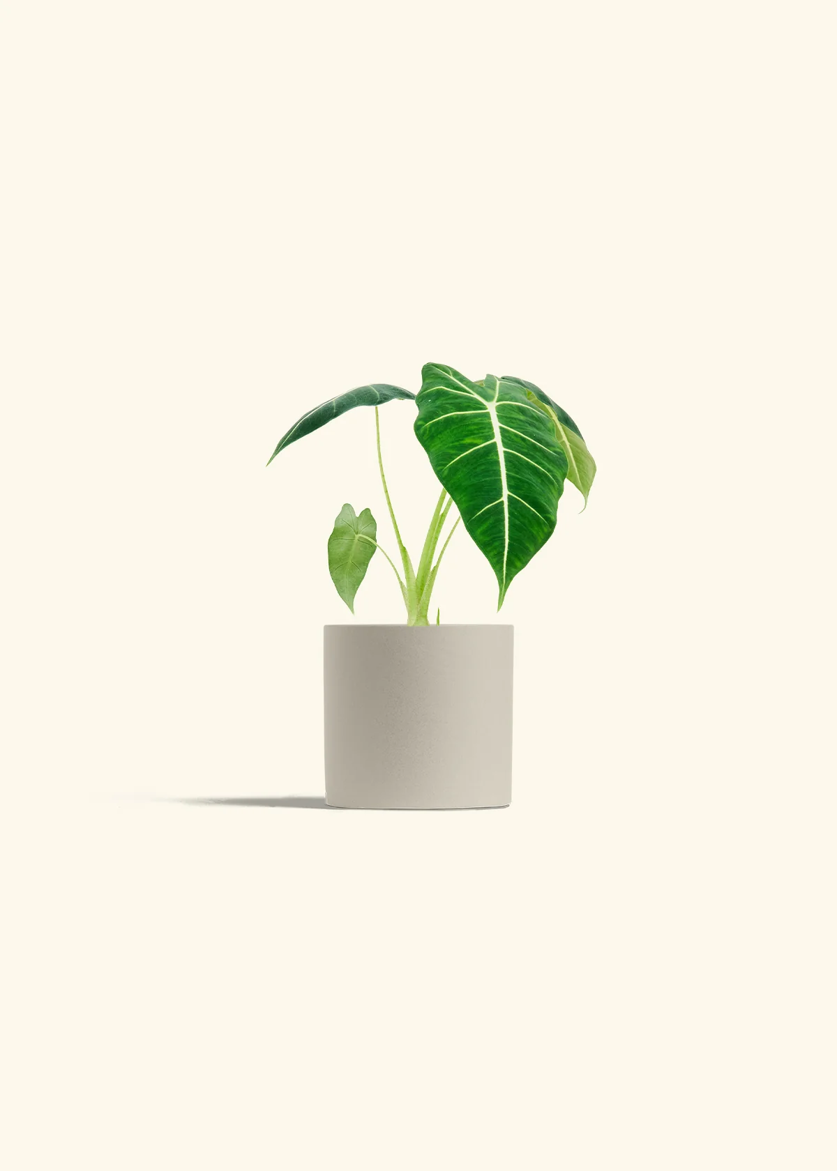 Alocasia 'Frydek' - Image 7