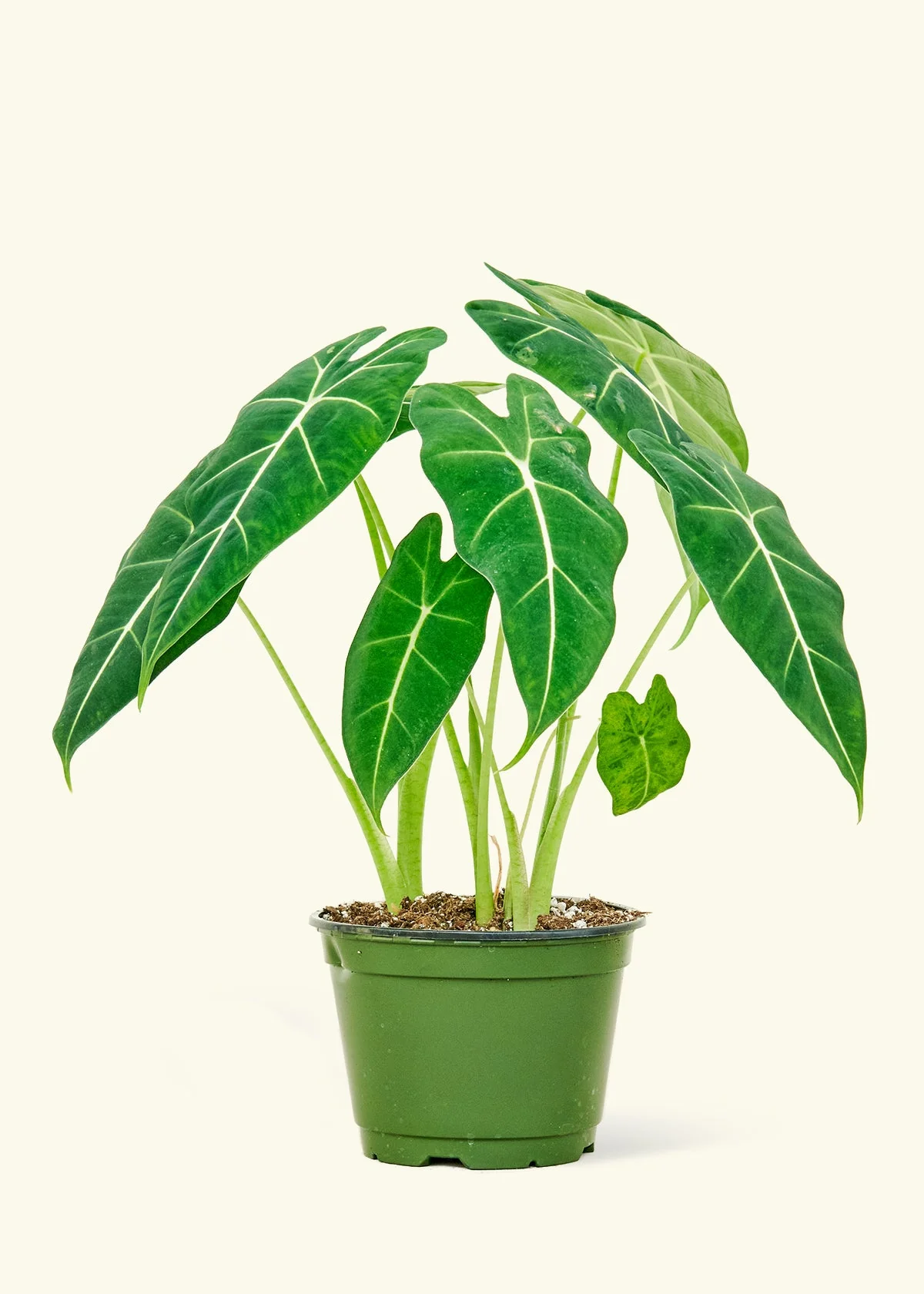 Alocasia 'Frydek' - Image 8