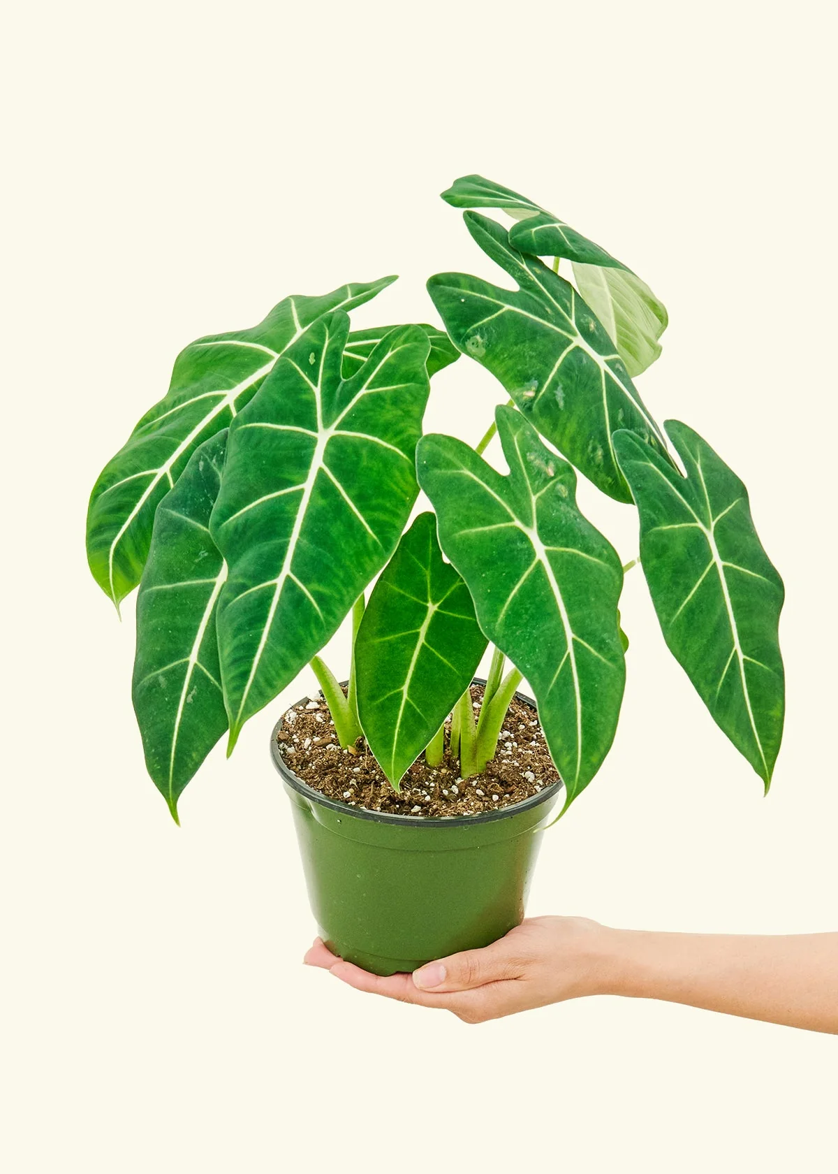 Alocasia 'Frydek' - Image 9