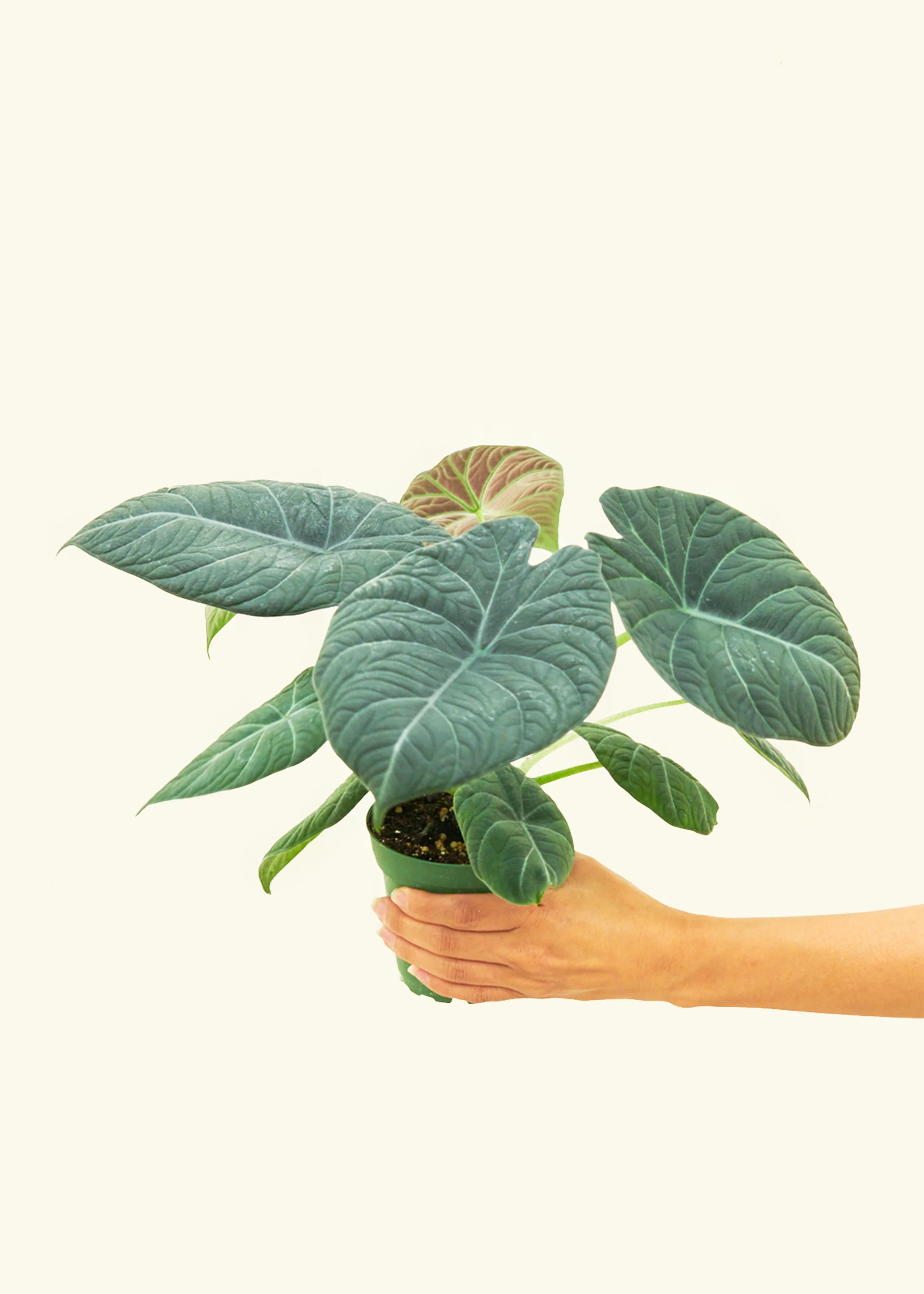 Alocasia 'Grey Dragon' - Image 3