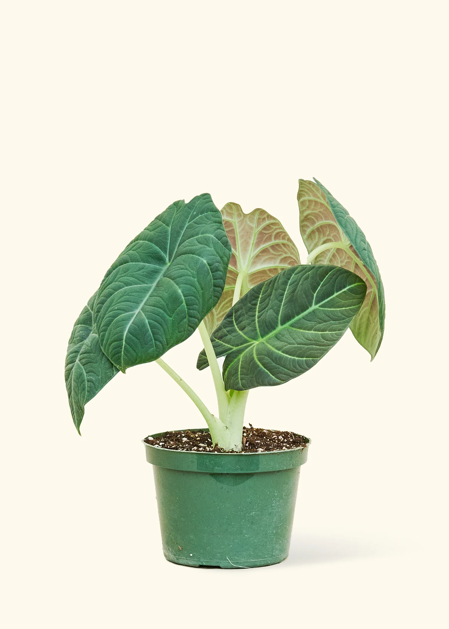 Alocasia 'Grey Dragon' - Image 4