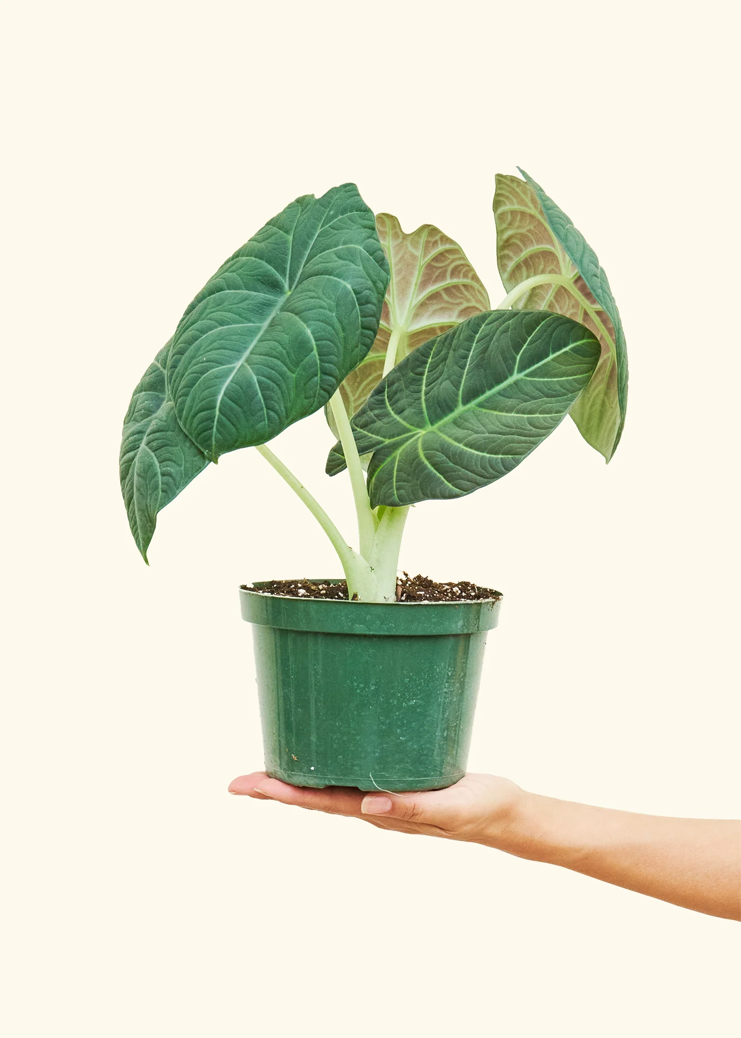 Alocasia 'Grey Dragon' - Image 5