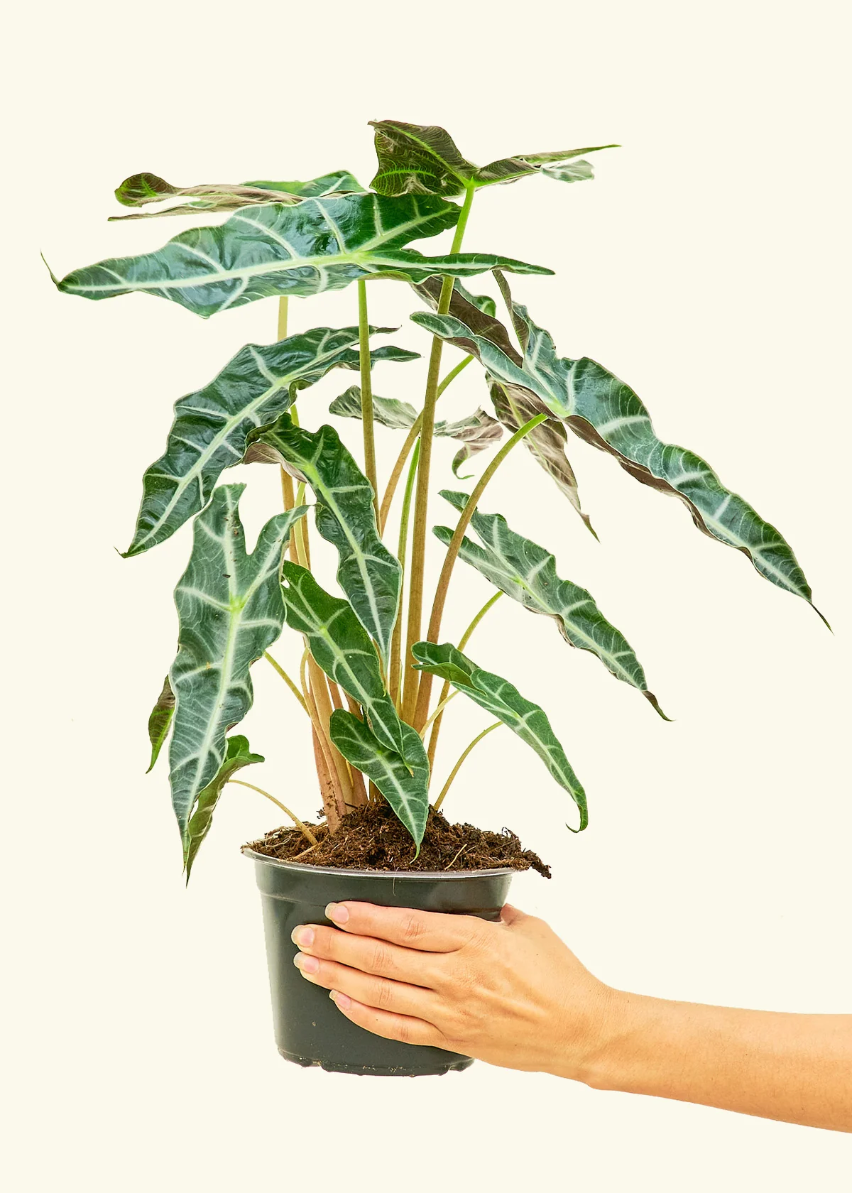 Alocasia 'Polly' - Image 10