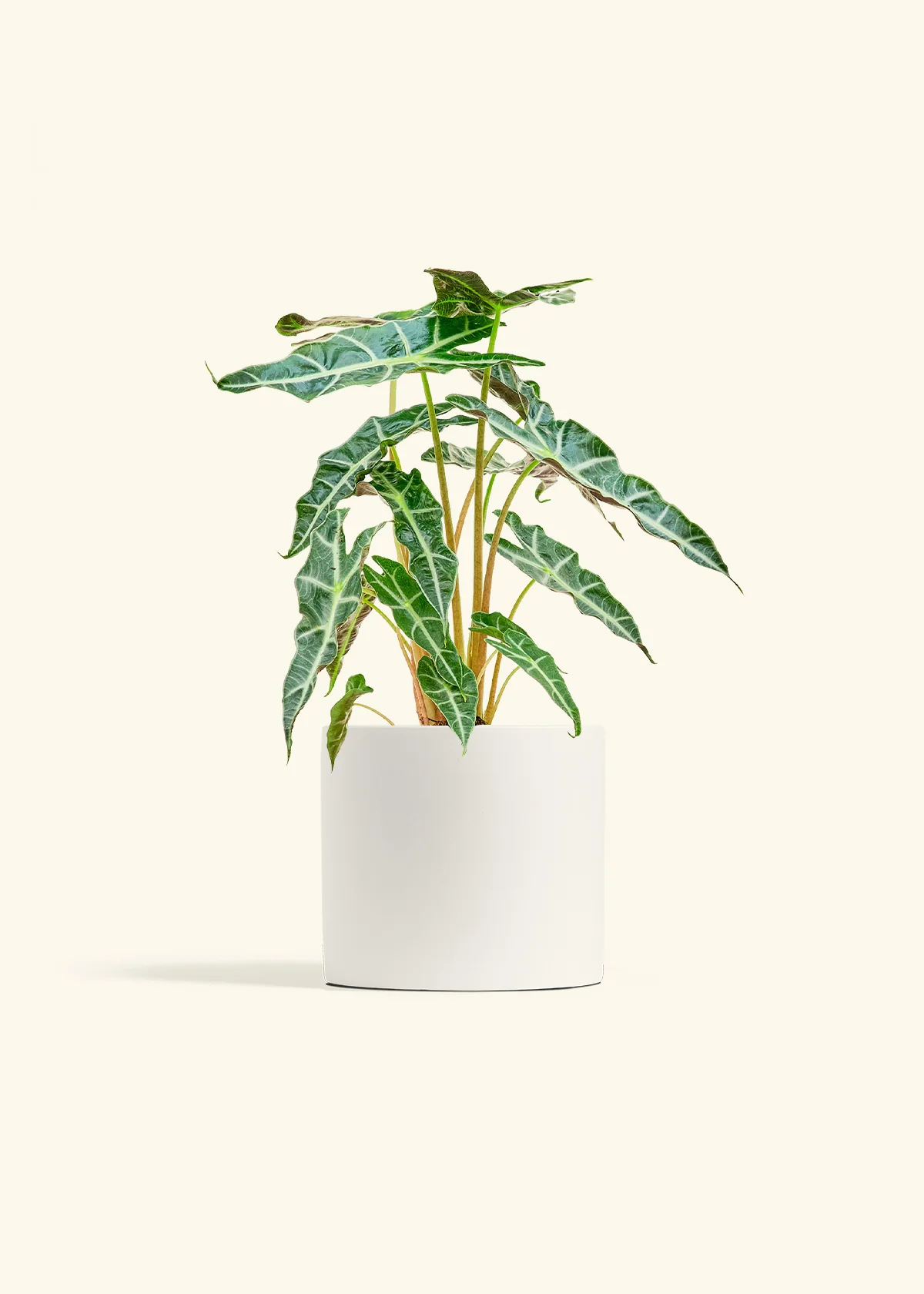 Alocasia 'Polly' - Image 11