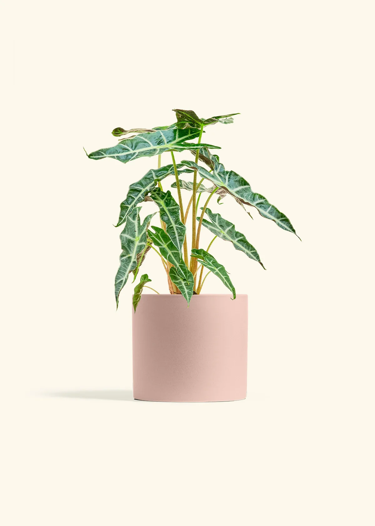 Alocasia 'Polly' - Image 12