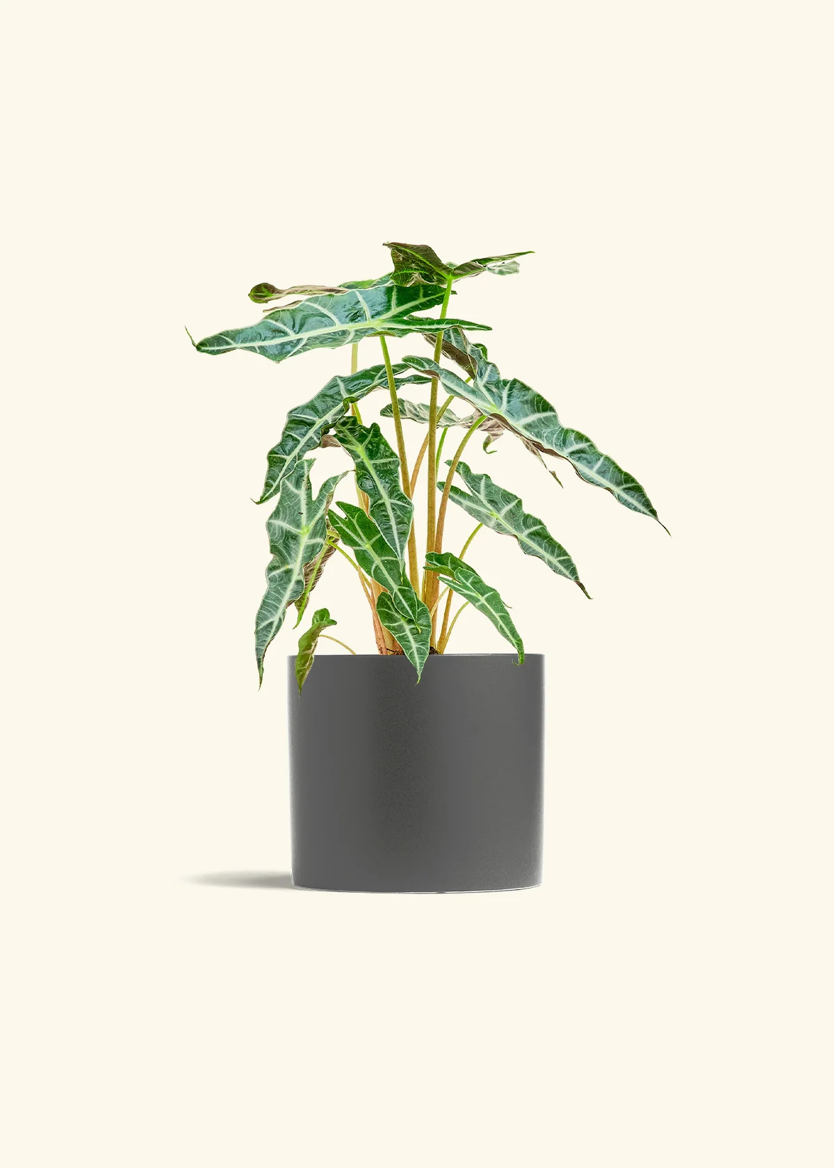 Alocasia 'Polly' - Image 13
