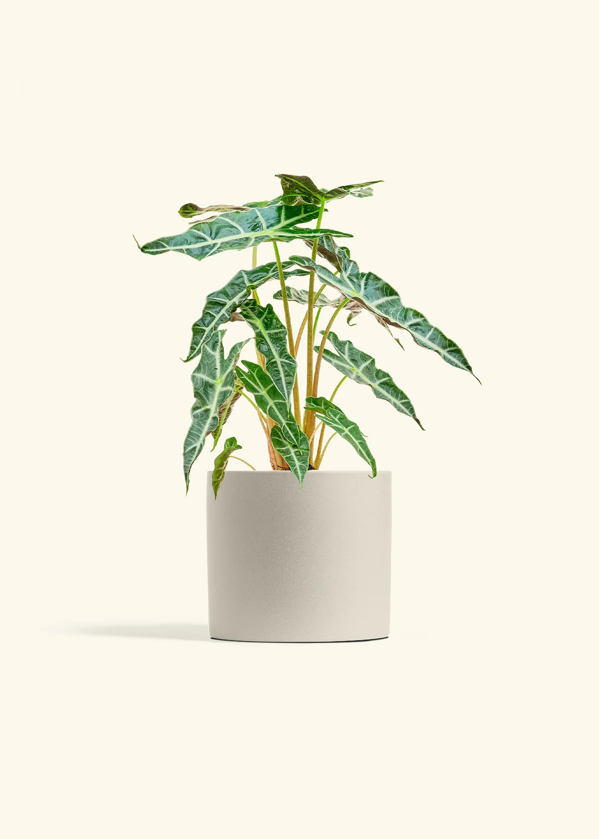 Alocasia 'Polly' - Image 14