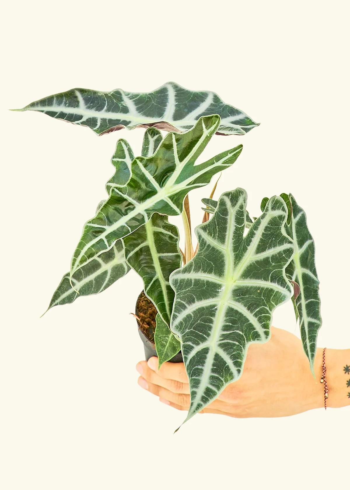 Alocasia 'Polly' - Image 3