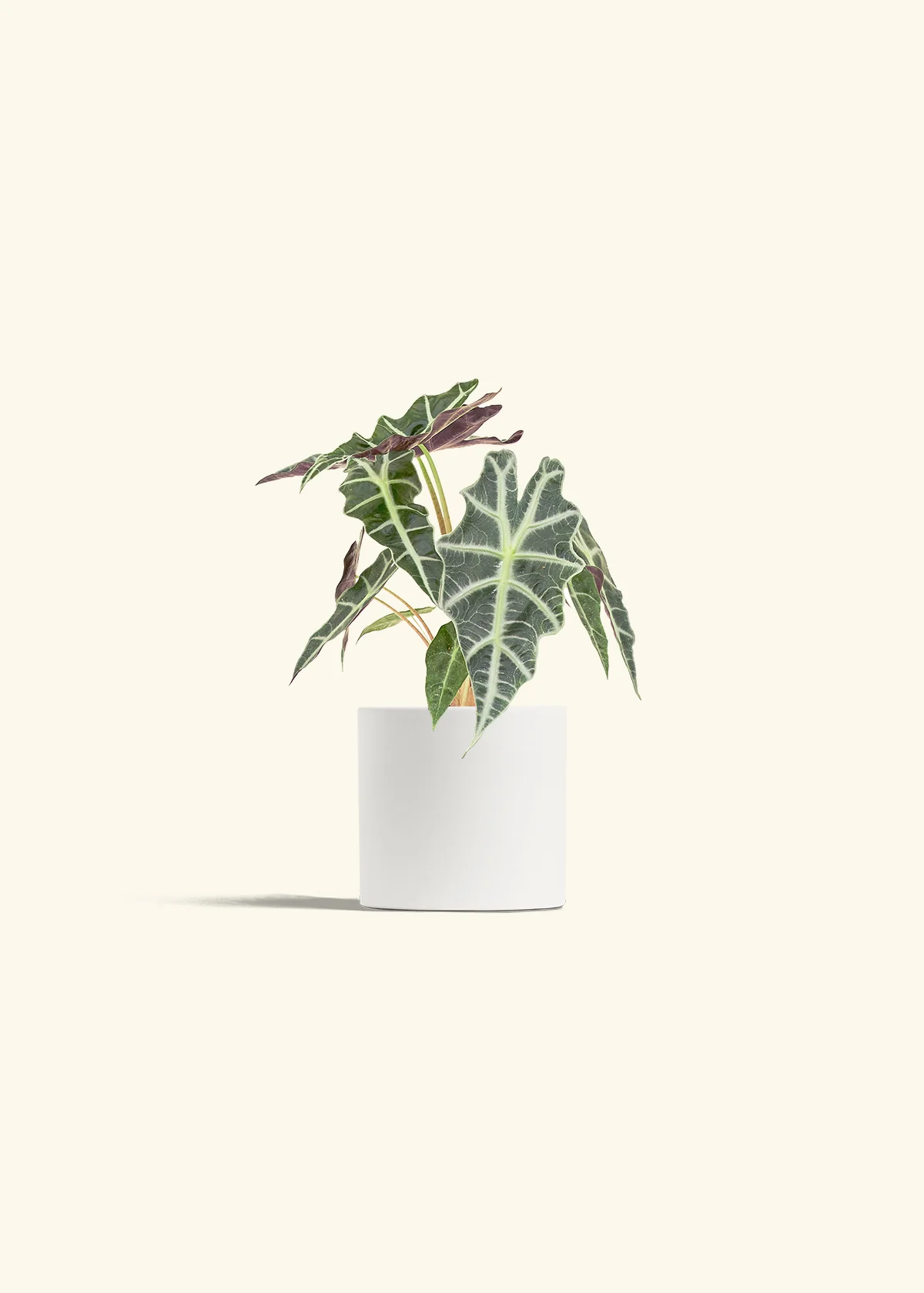 Alocasia 'Polly' - Image 4