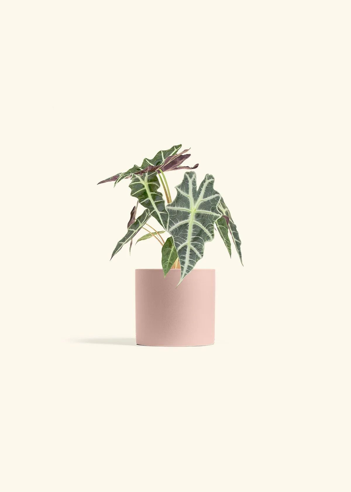 Alocasia 'Polly' - Image 5
