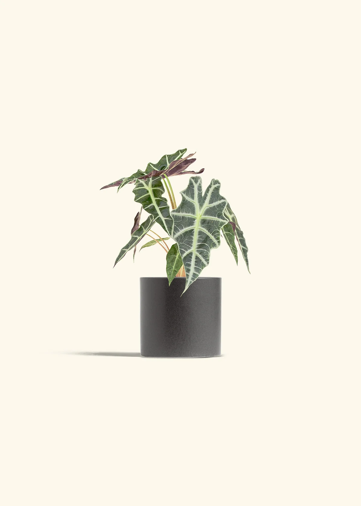 Alocasia 'Polly' - Image 6