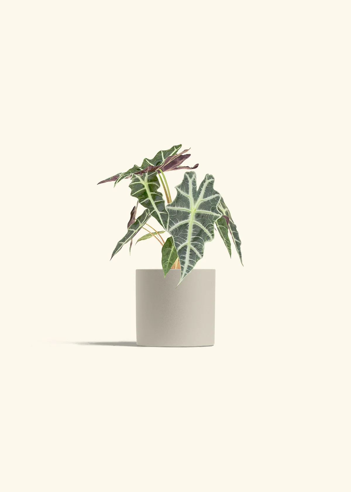 Alocasia 'Polly' - Image 7
