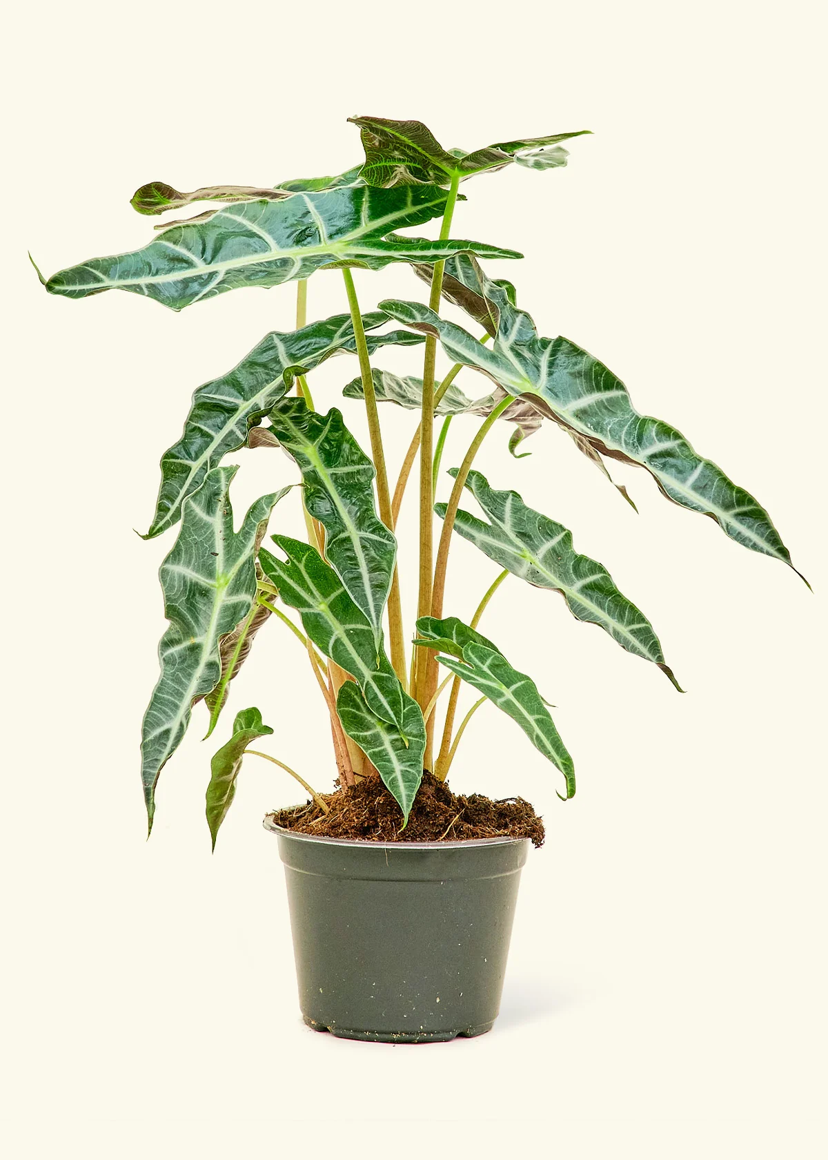 Alocasia 'Polly' - Image 8