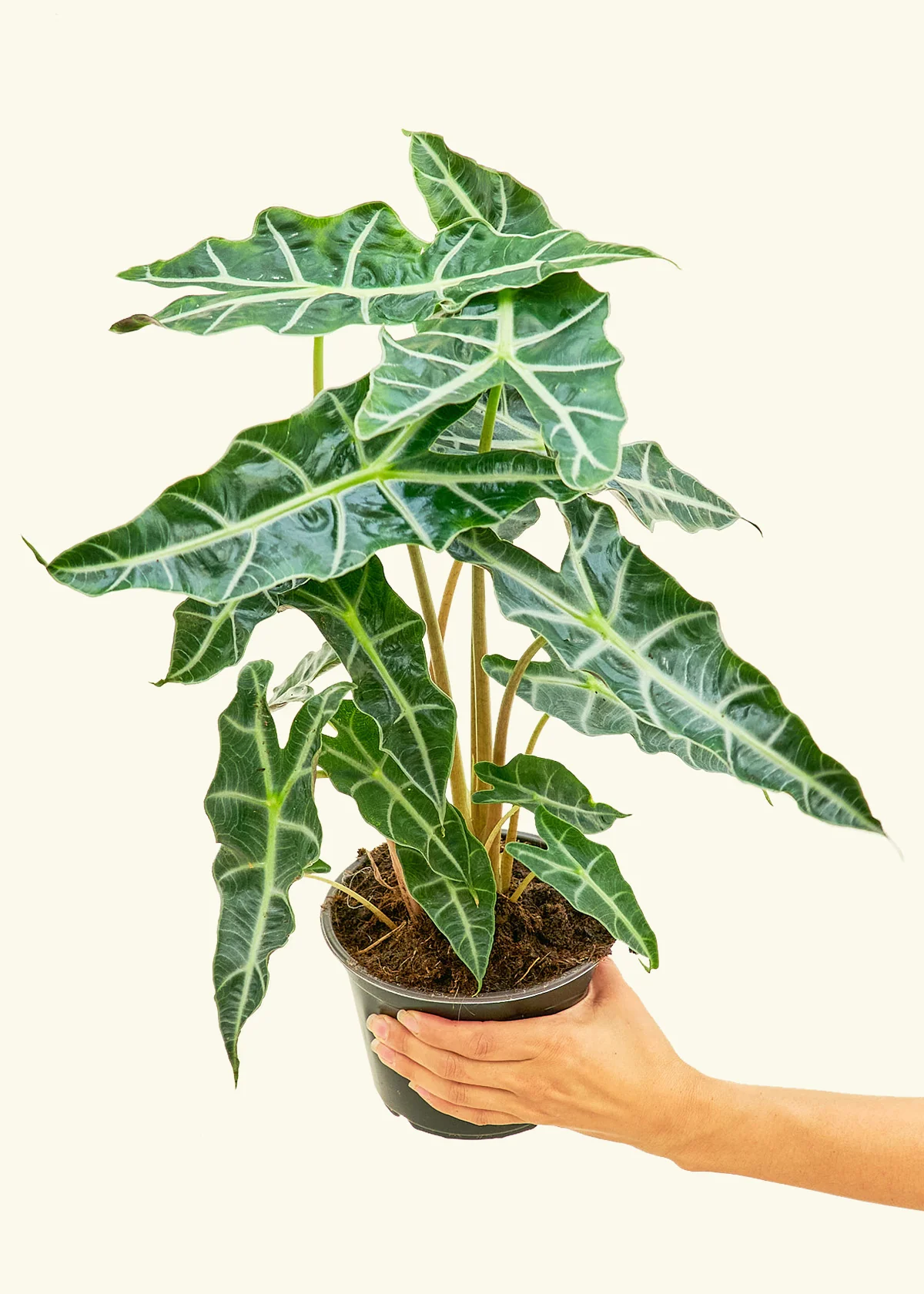 Alocasia 'Polly' - Image 9