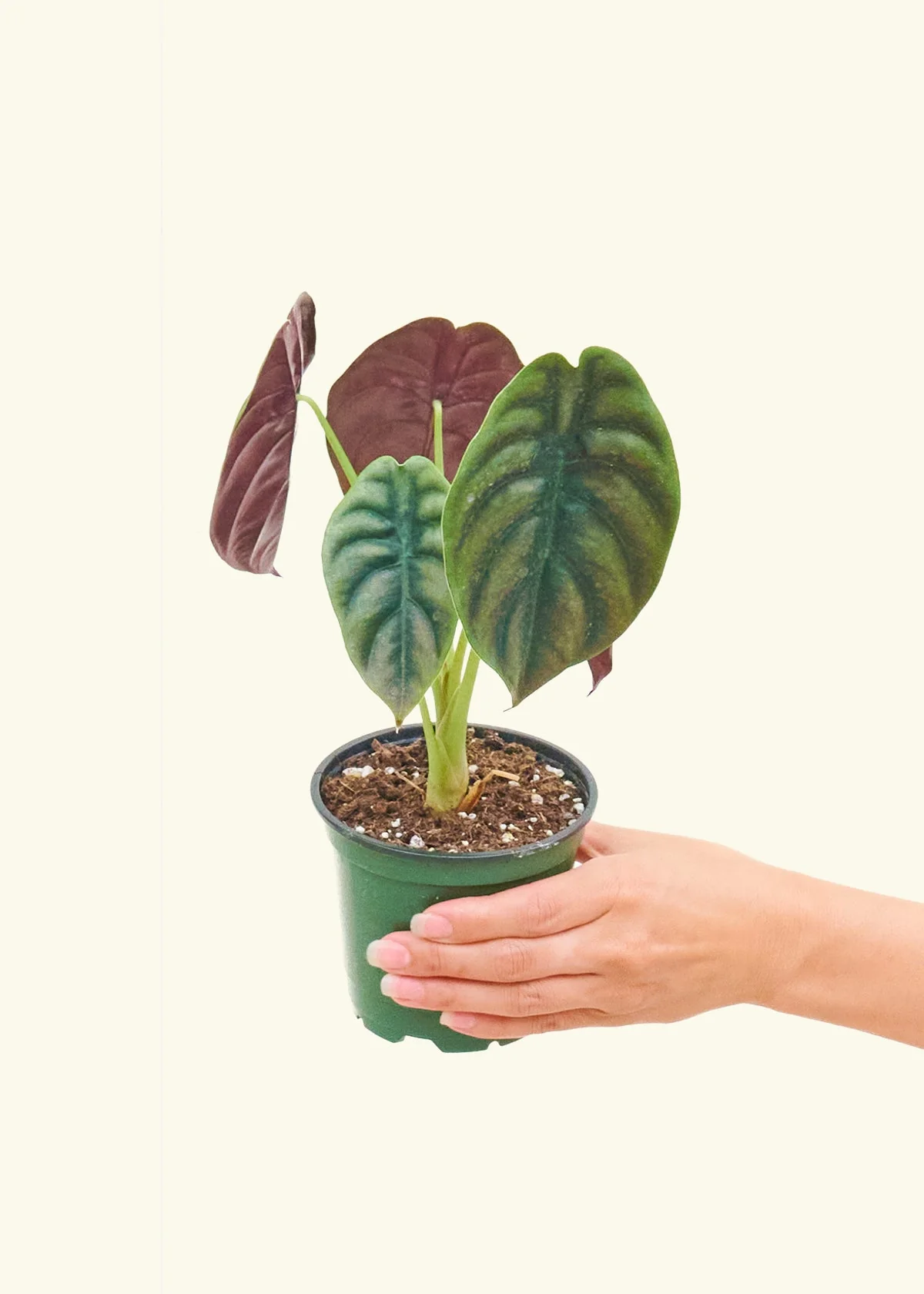 Alocasia 'Red Secret' - Image 3