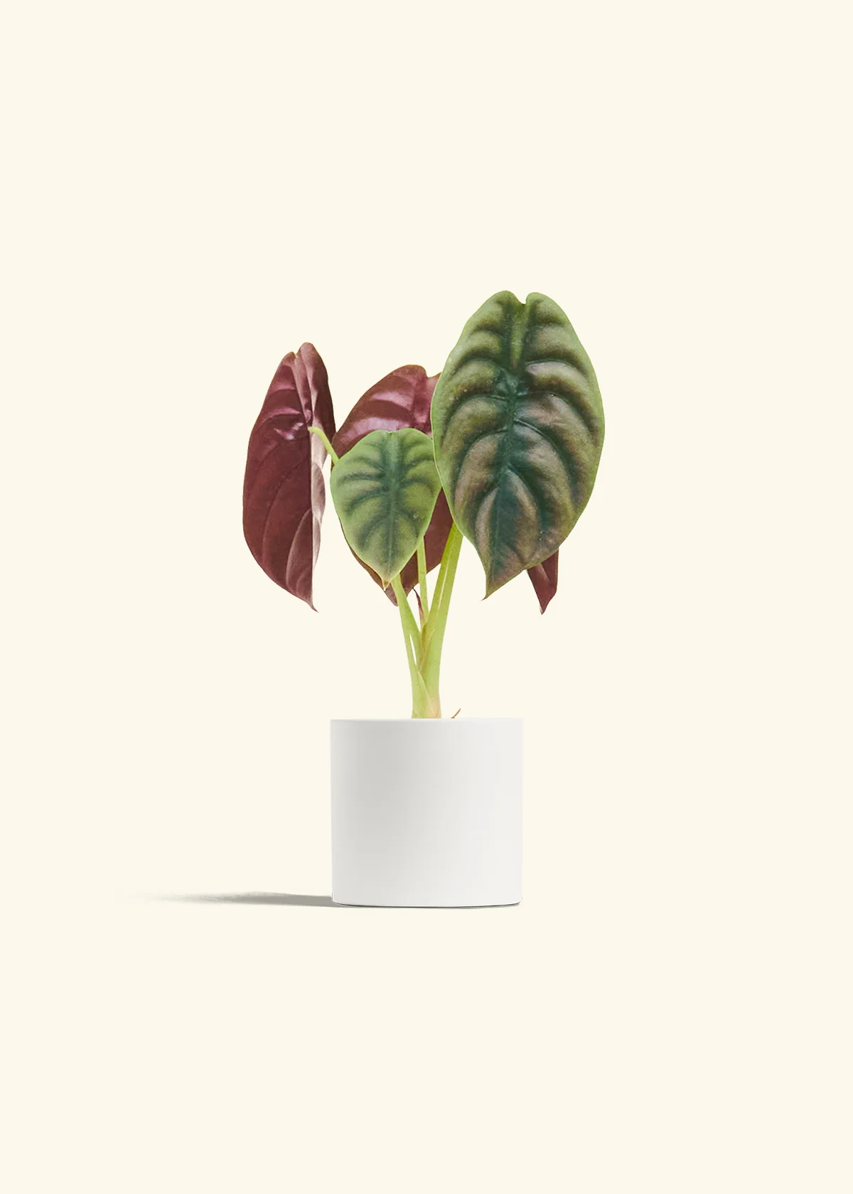 Alocasia 'Red Secret' - Image 4