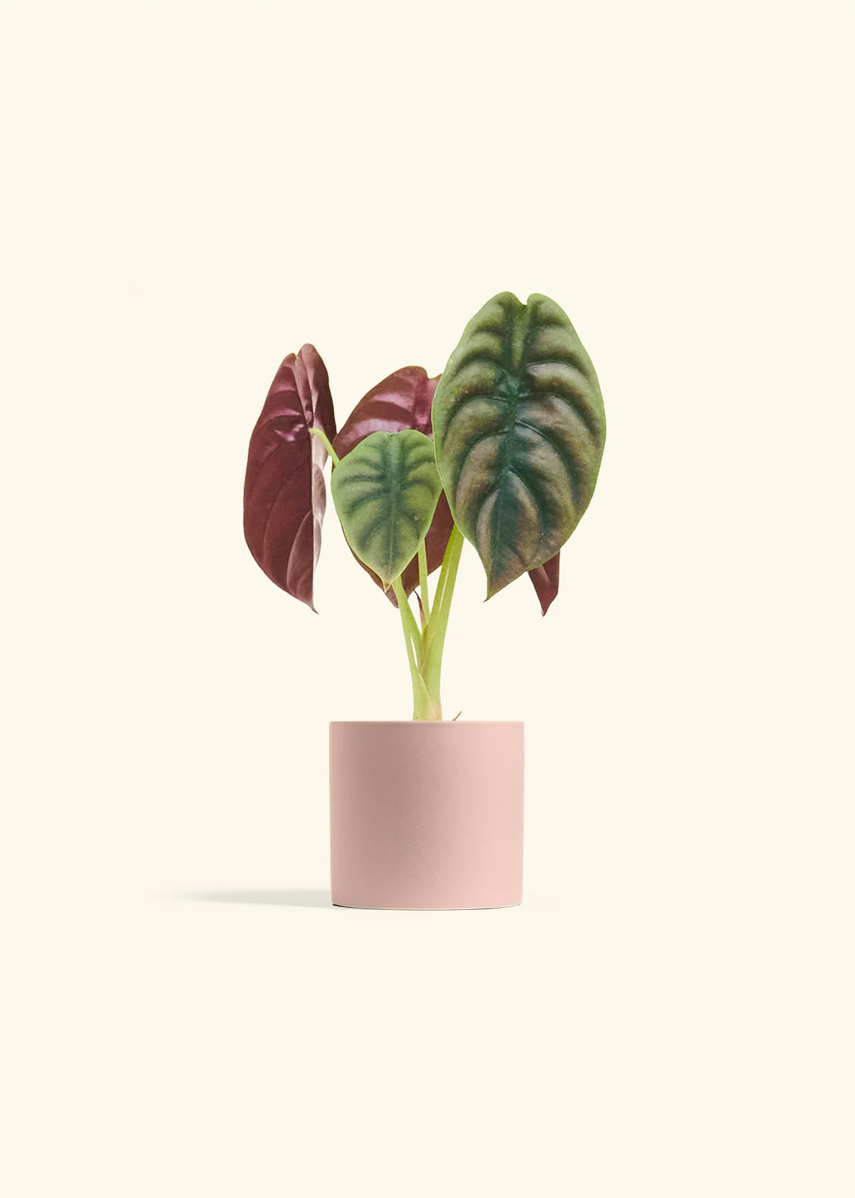 Alocasia 'Red Secret' - Image 5