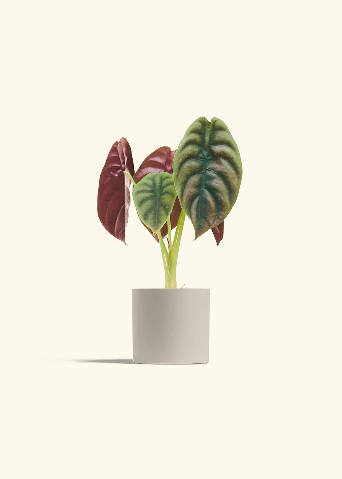 Alocasia 'Red Secret' - Image 6
