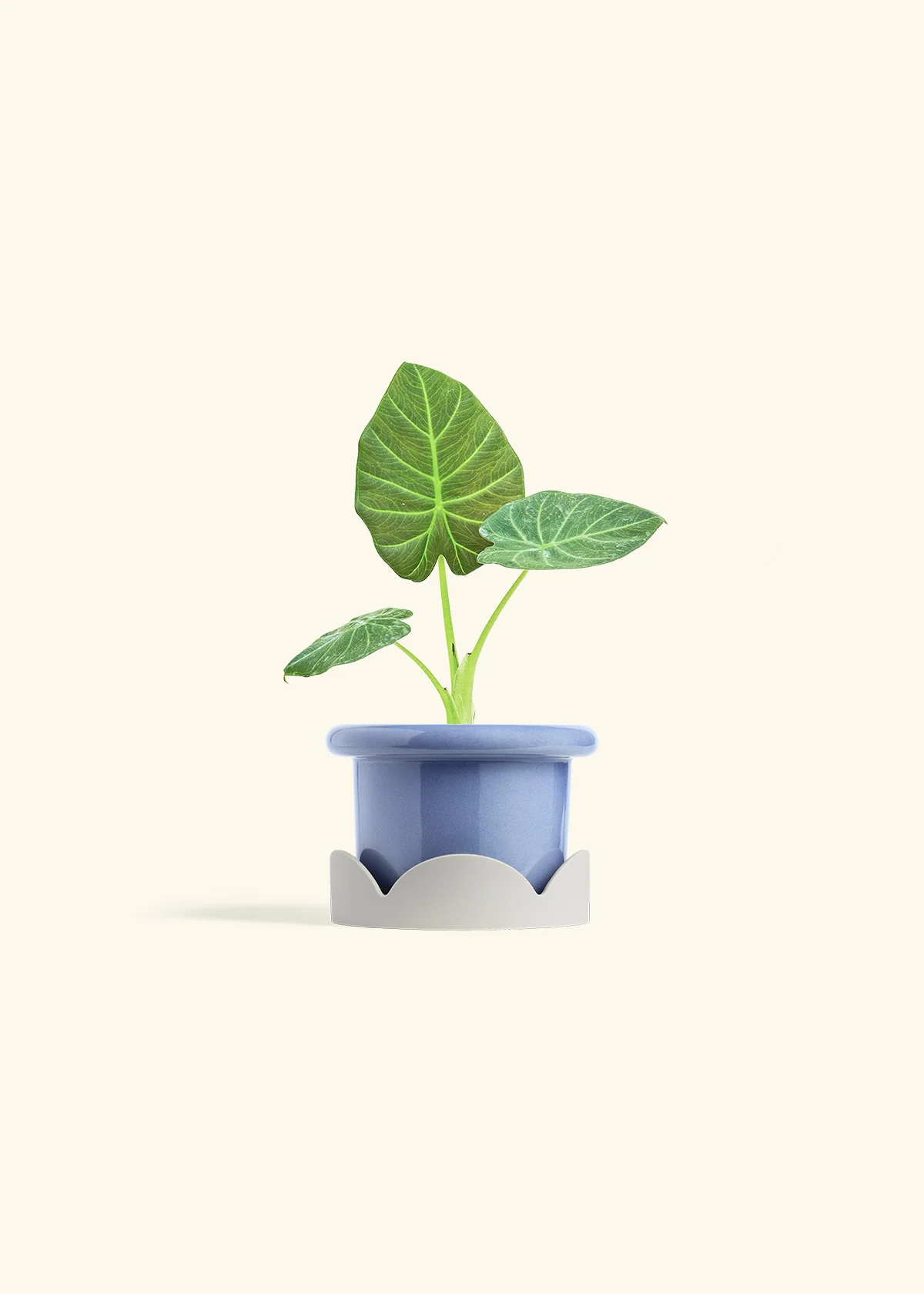 Alocasia Regal Shields - Image 10